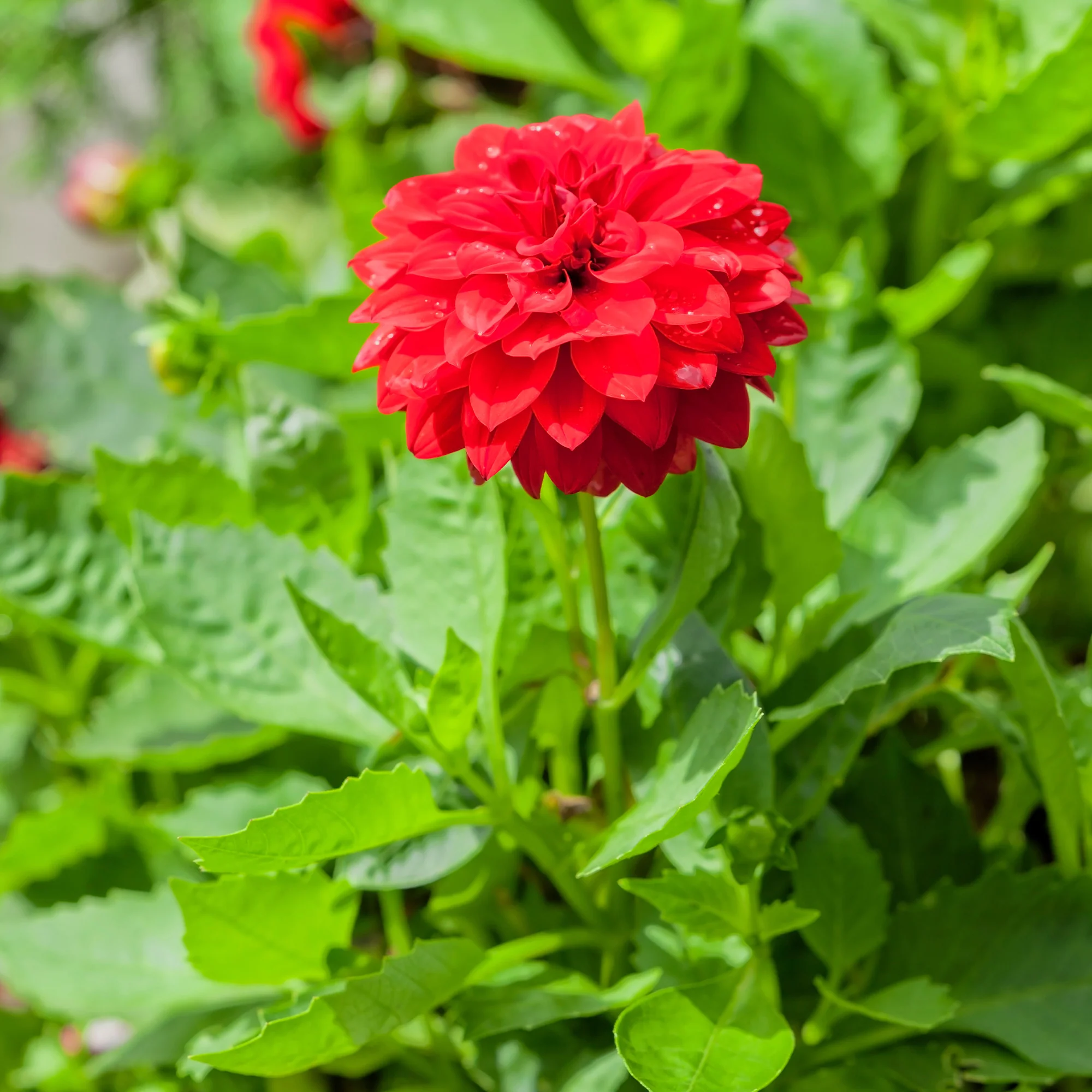 Dahlia rouge - Image 3