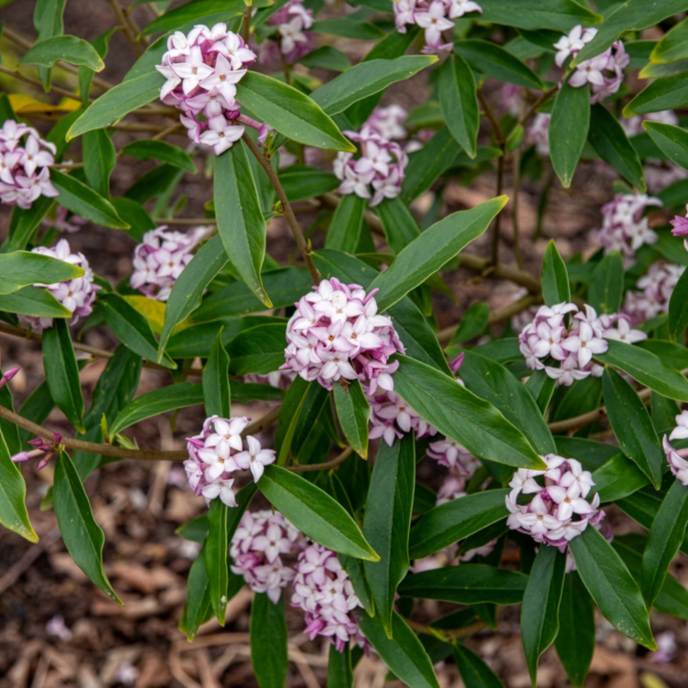 Daphne Perfum Princess White - Image 2