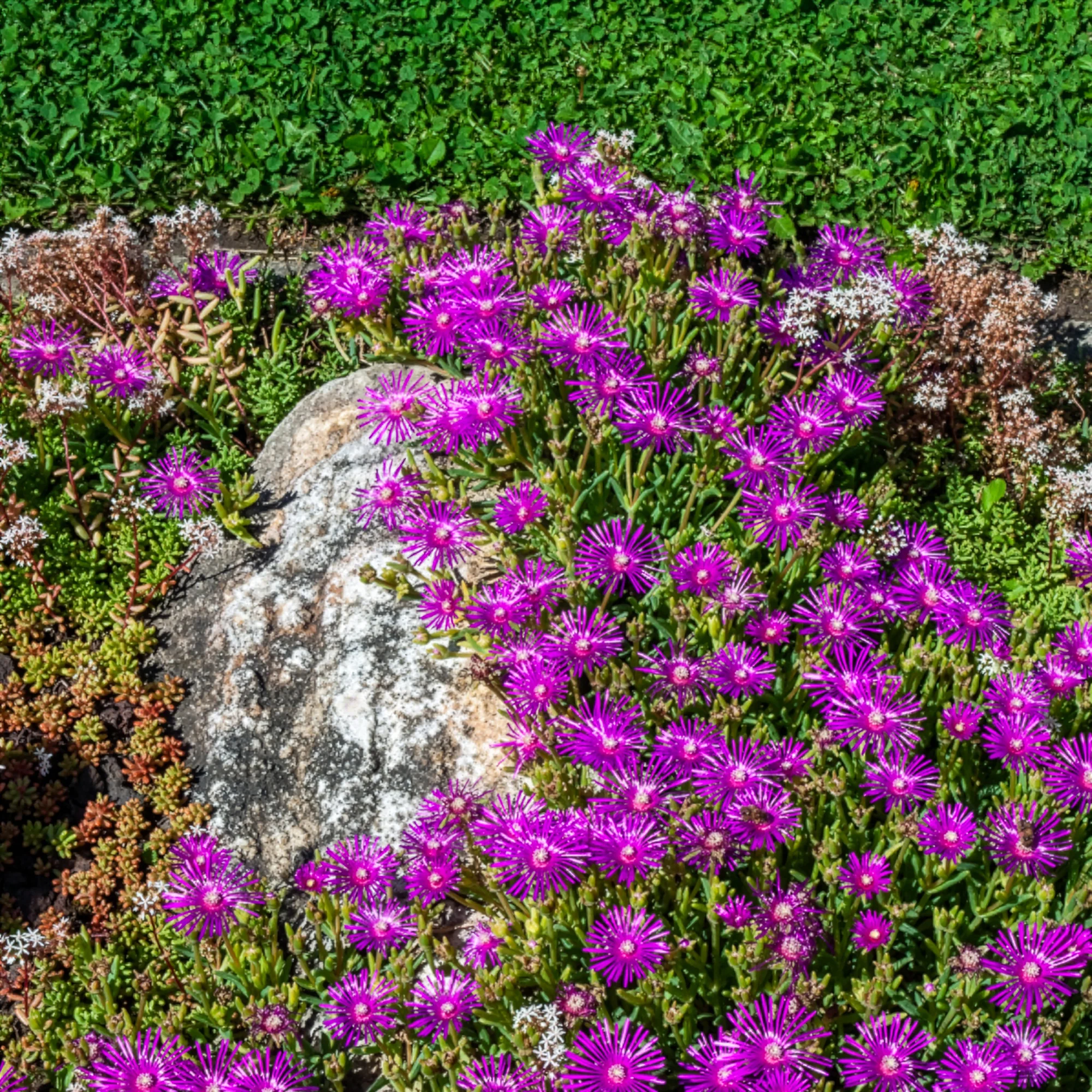 Delosperma de Cooper - Image 3