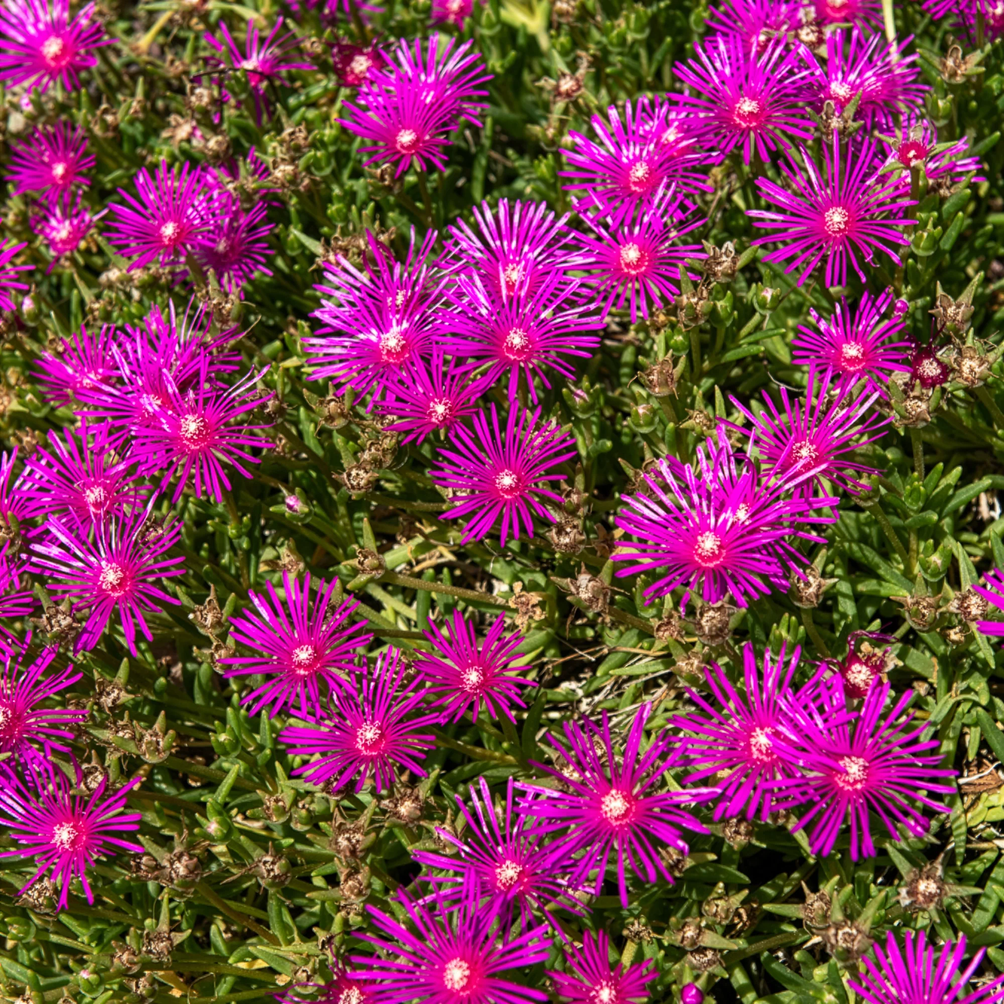 Delosperma de Cooper - Image 4