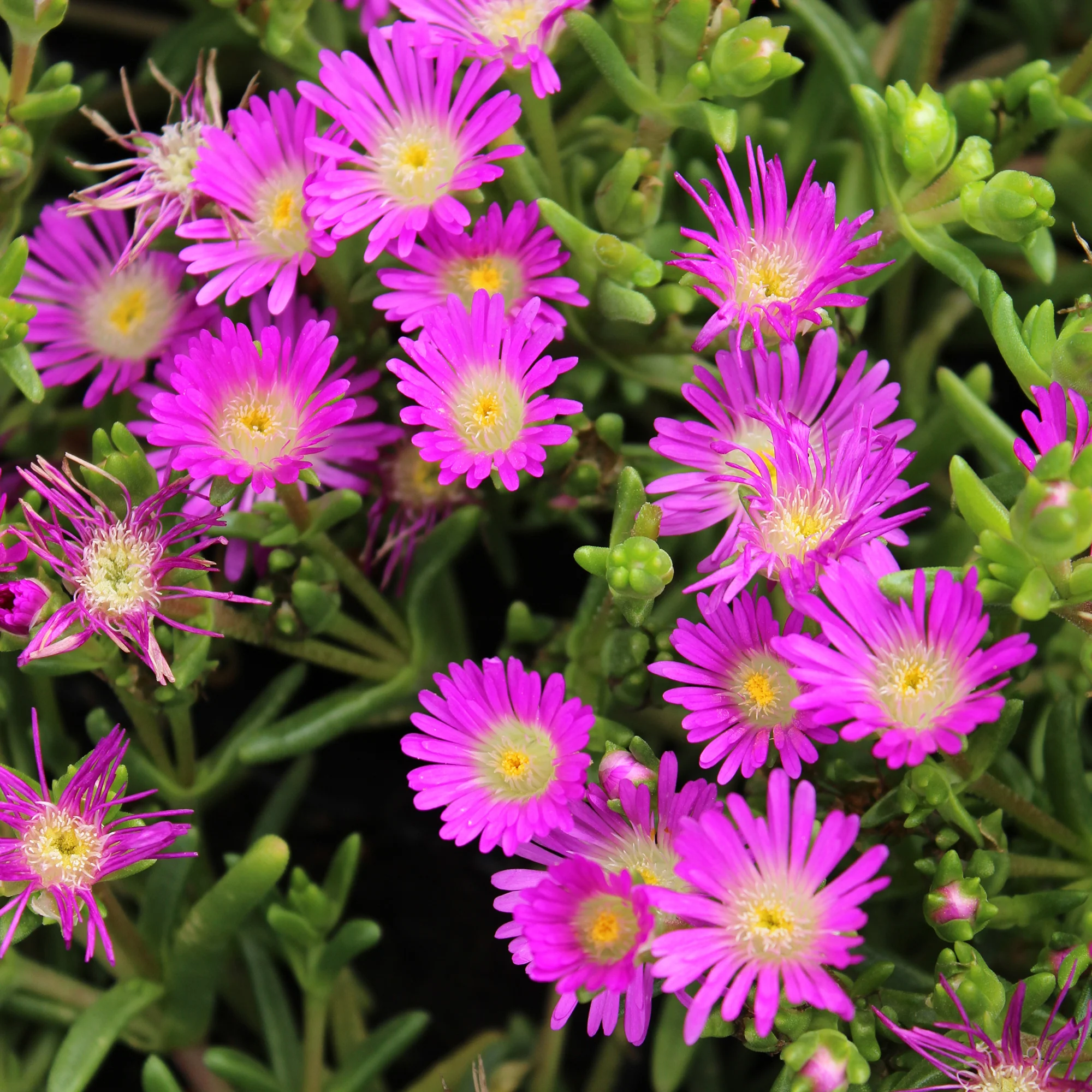 Delosperma Wheels of Wonder® Violet - Image 3