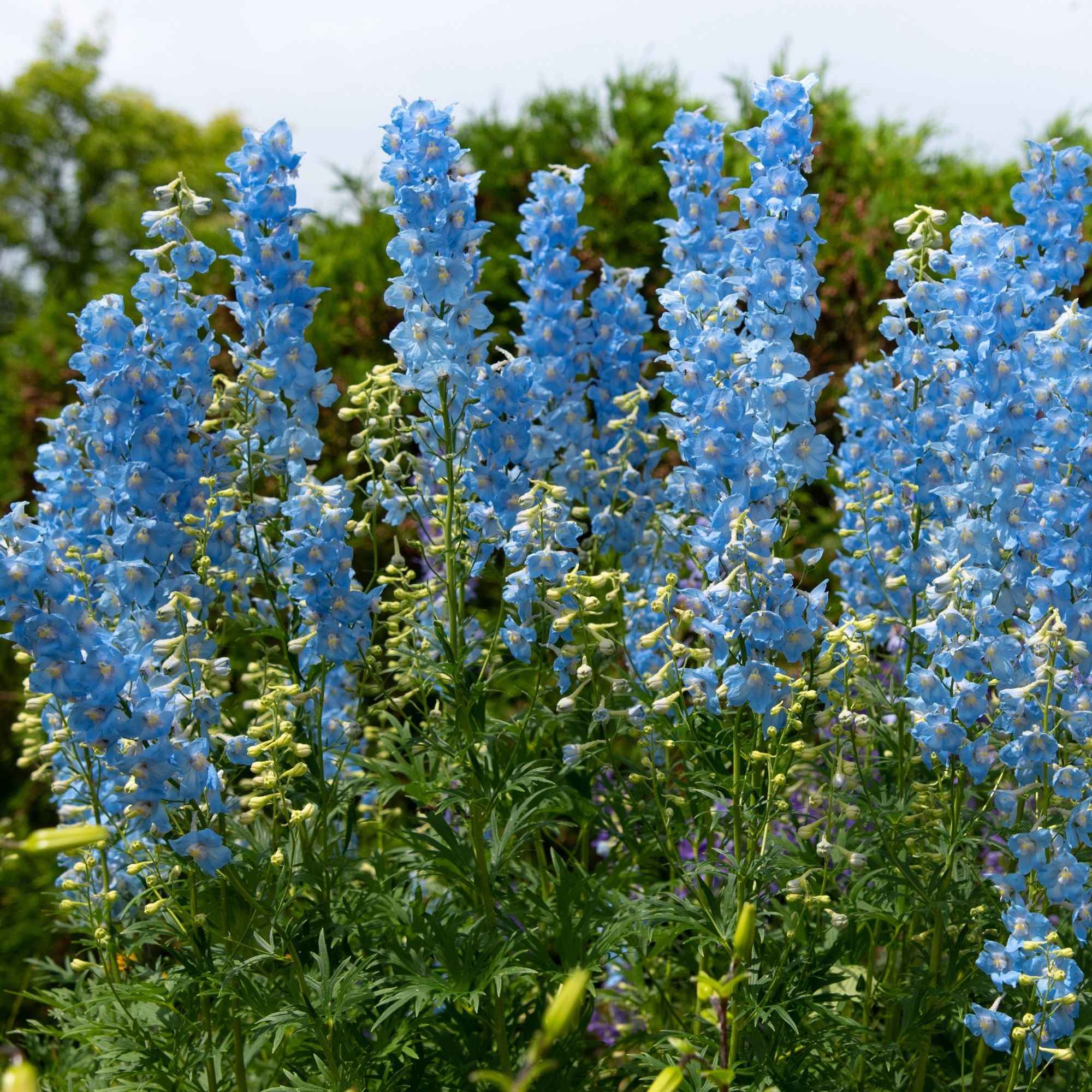 5 Delphiniums Ciel Bleu - Image 3
