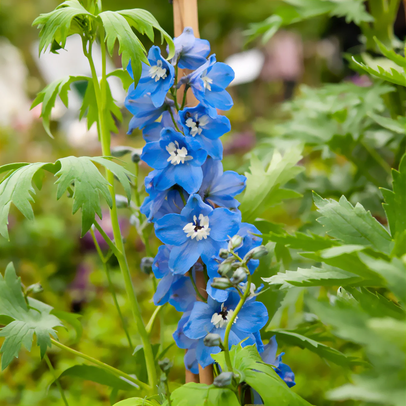 Delphinium géant Summer Skies