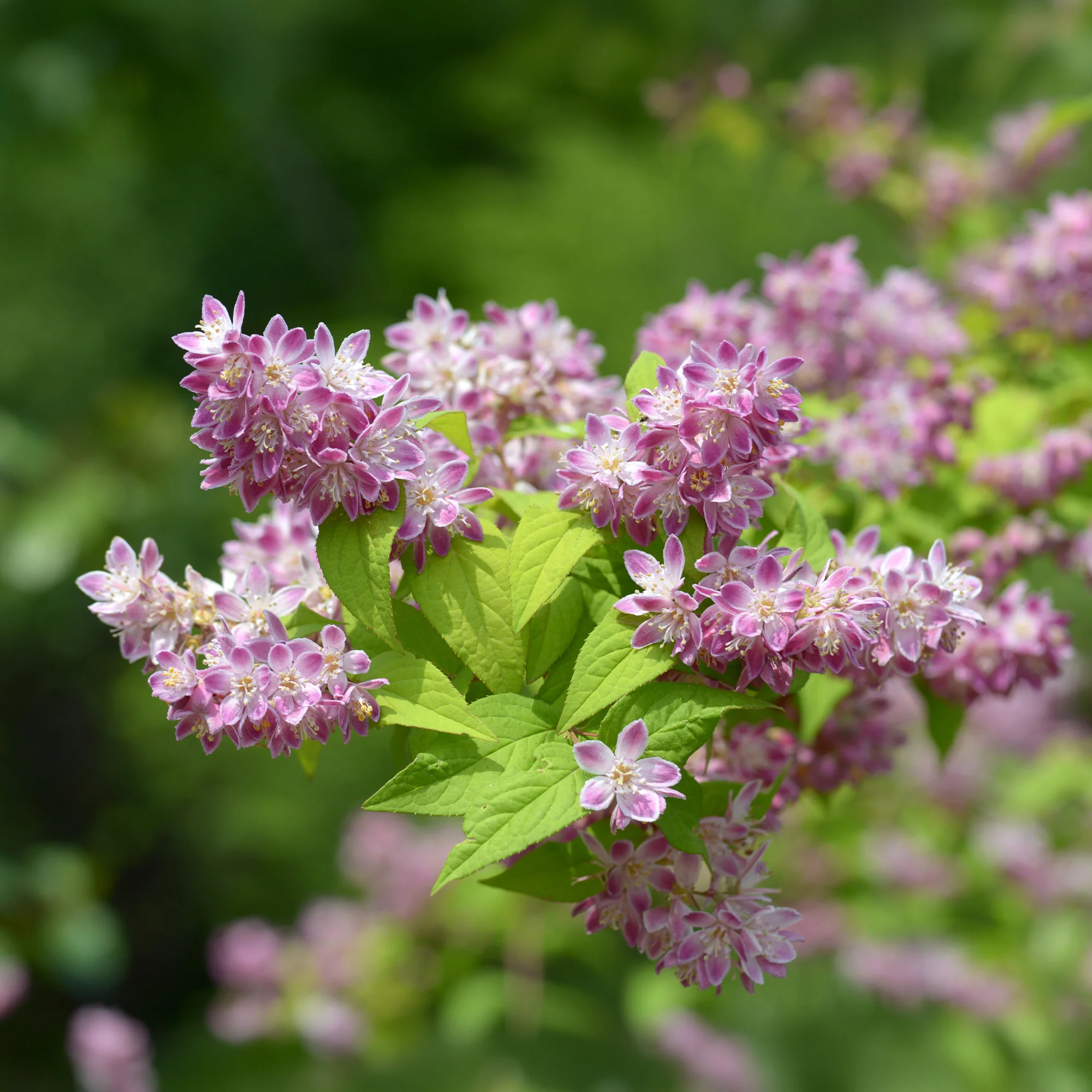 Deutzia Champ de fraise