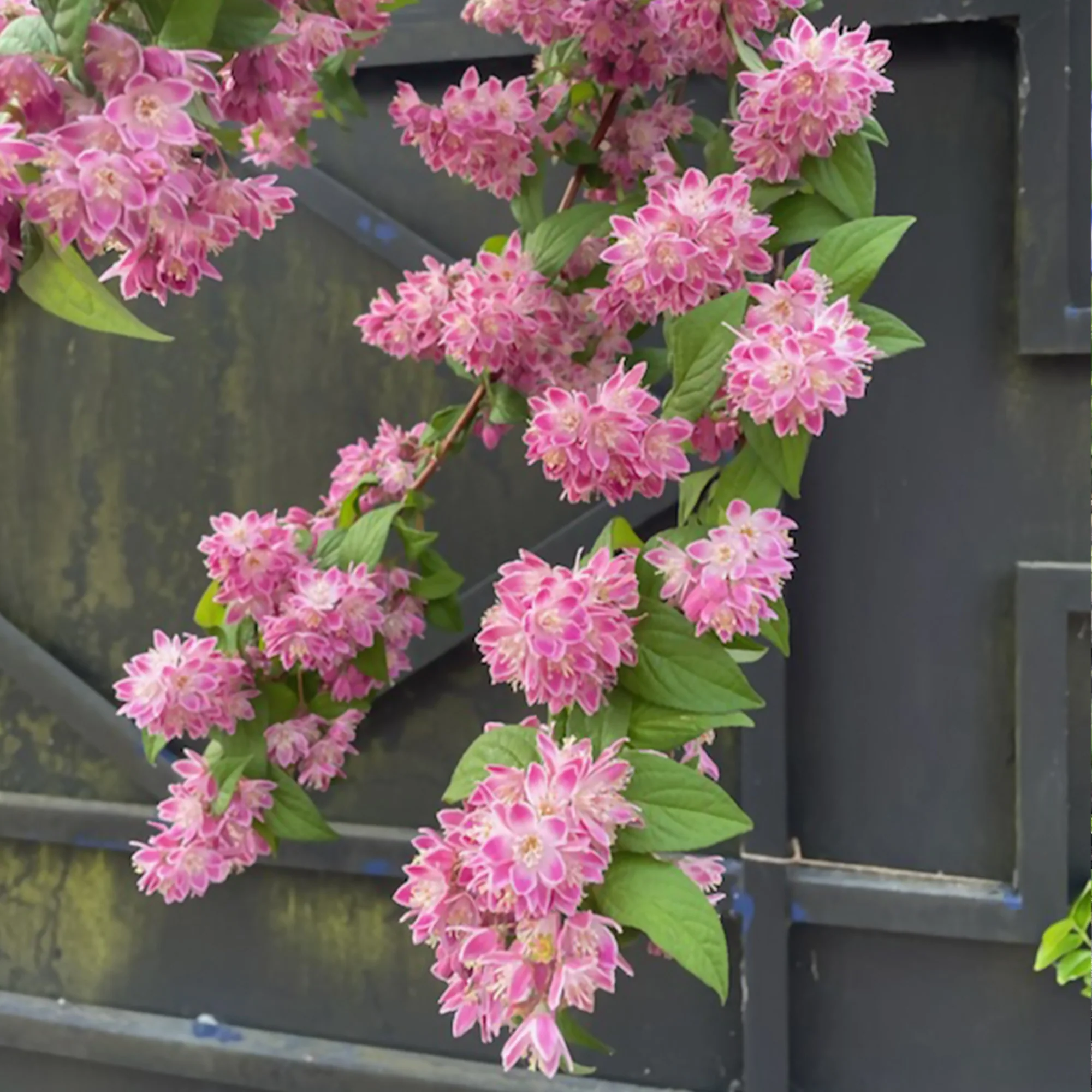 Deutzia Champ de fraise - Image 3