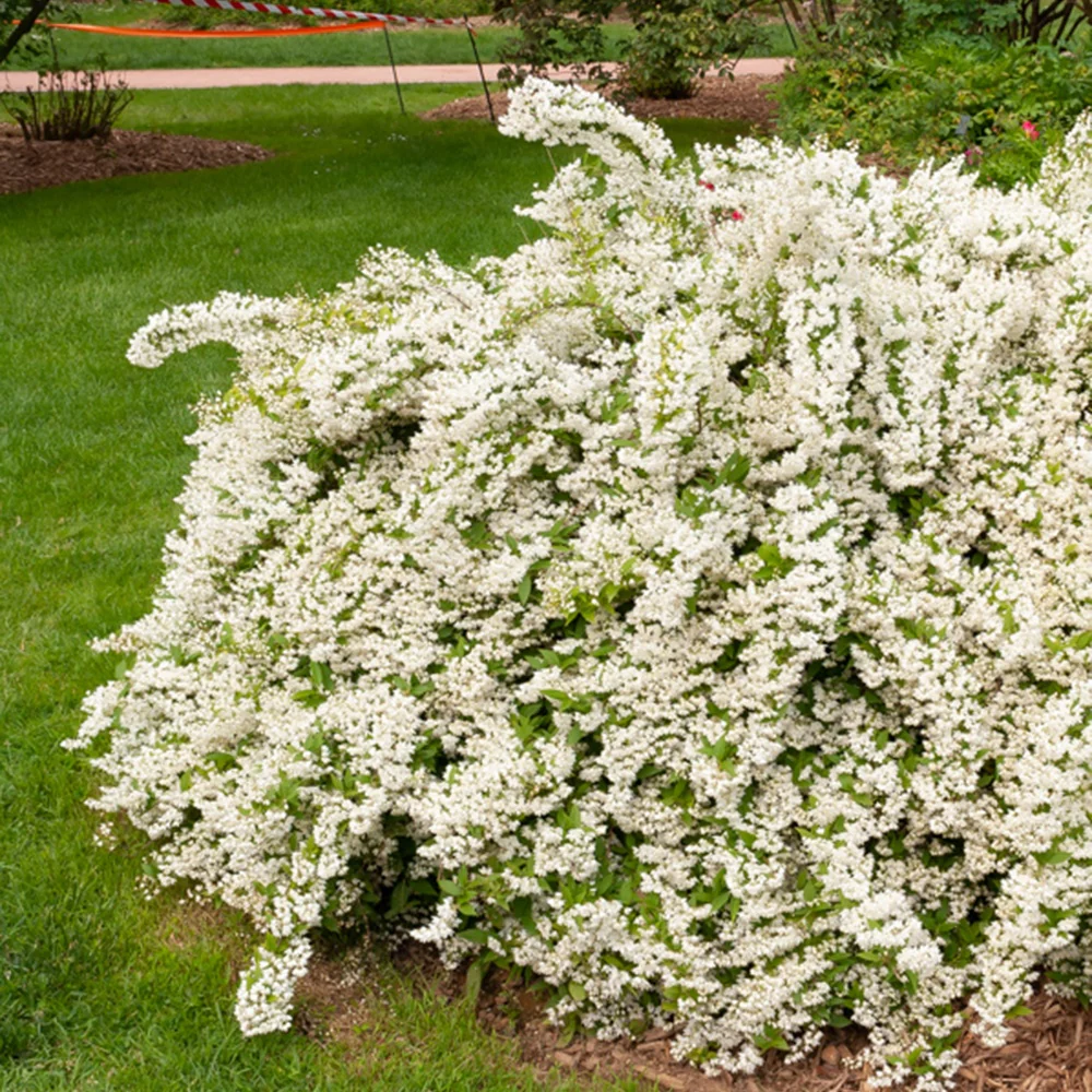 Deutzia gracilis