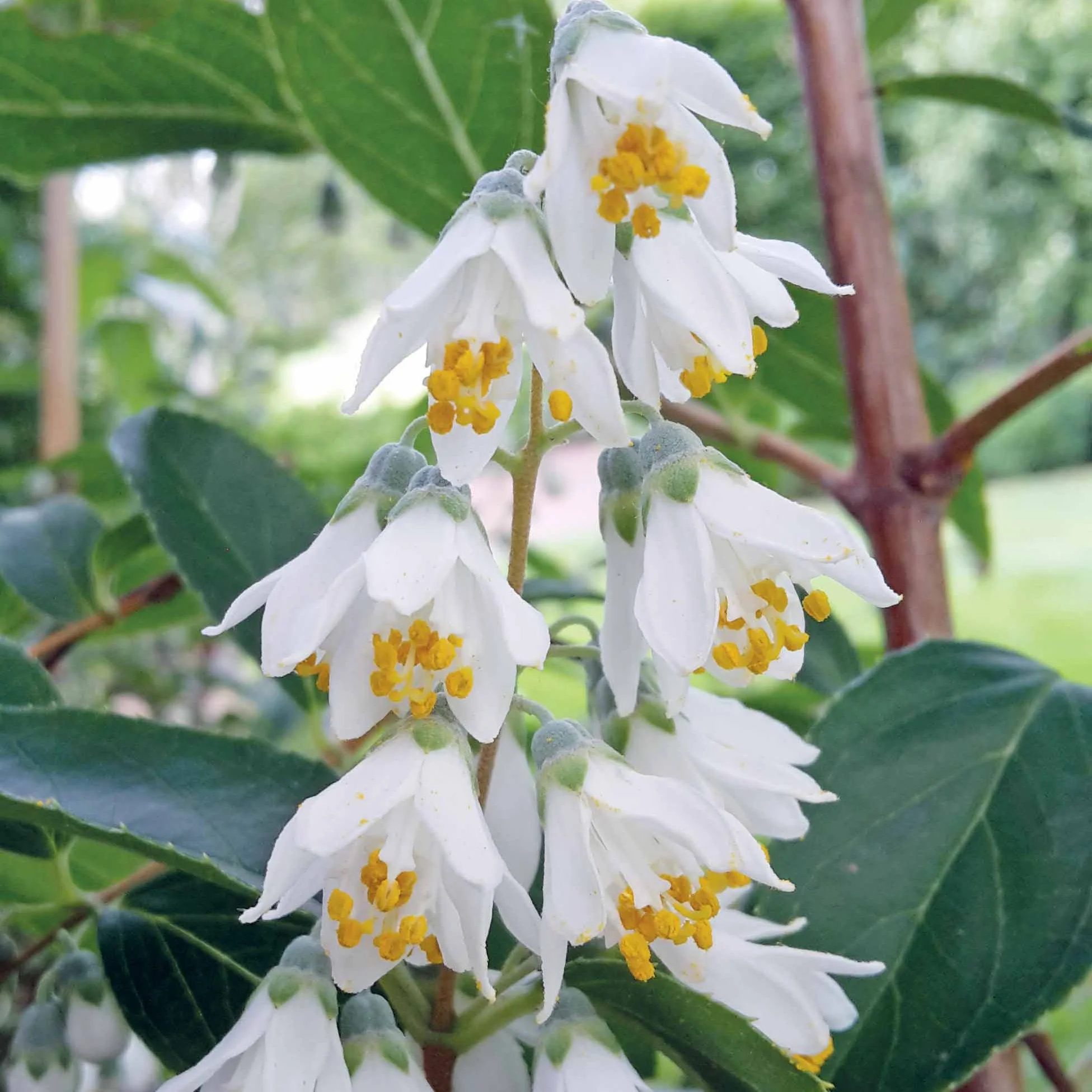 Deutzia pulchra - Image 3