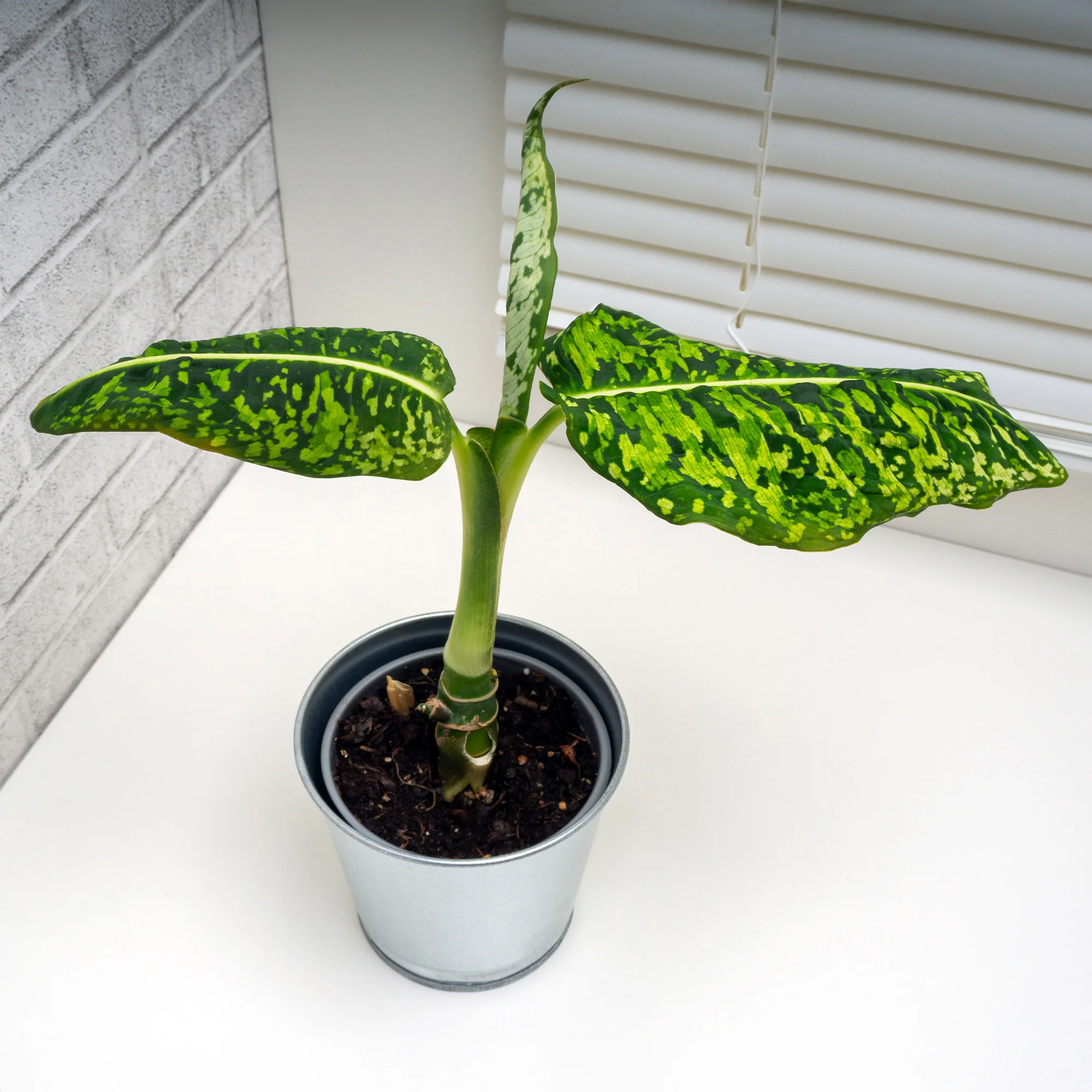 Dieffenbachia Reflector - Image 2