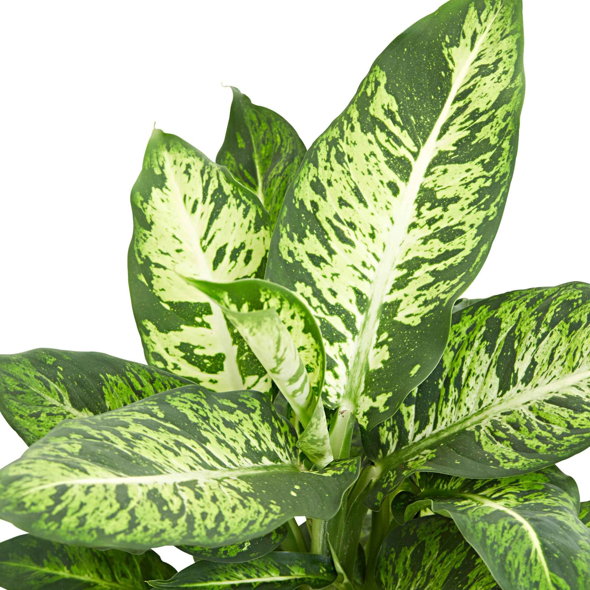 Dieffenbachia Sublime - Image 2