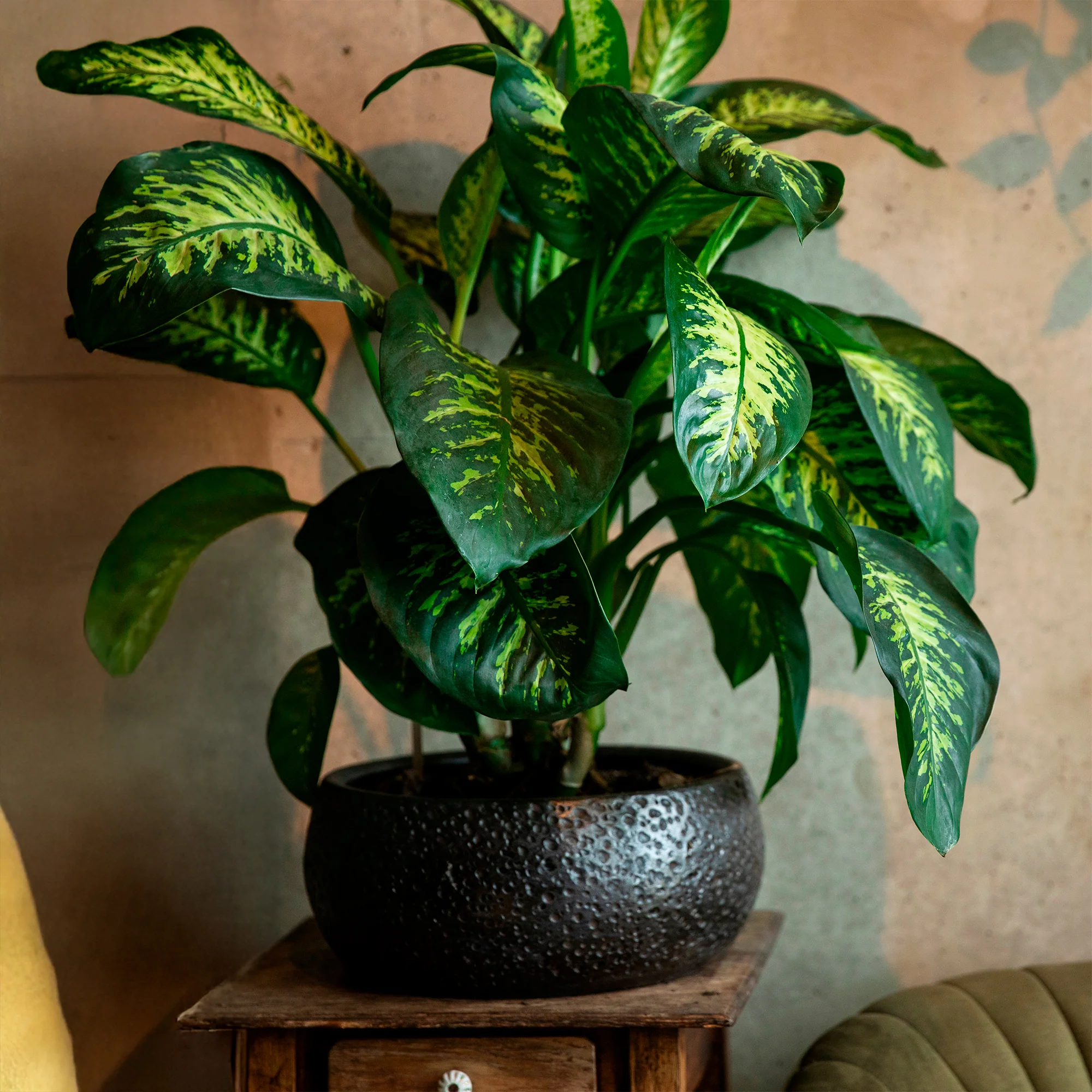 Dieffenbachia Tropic Snow - Image 3