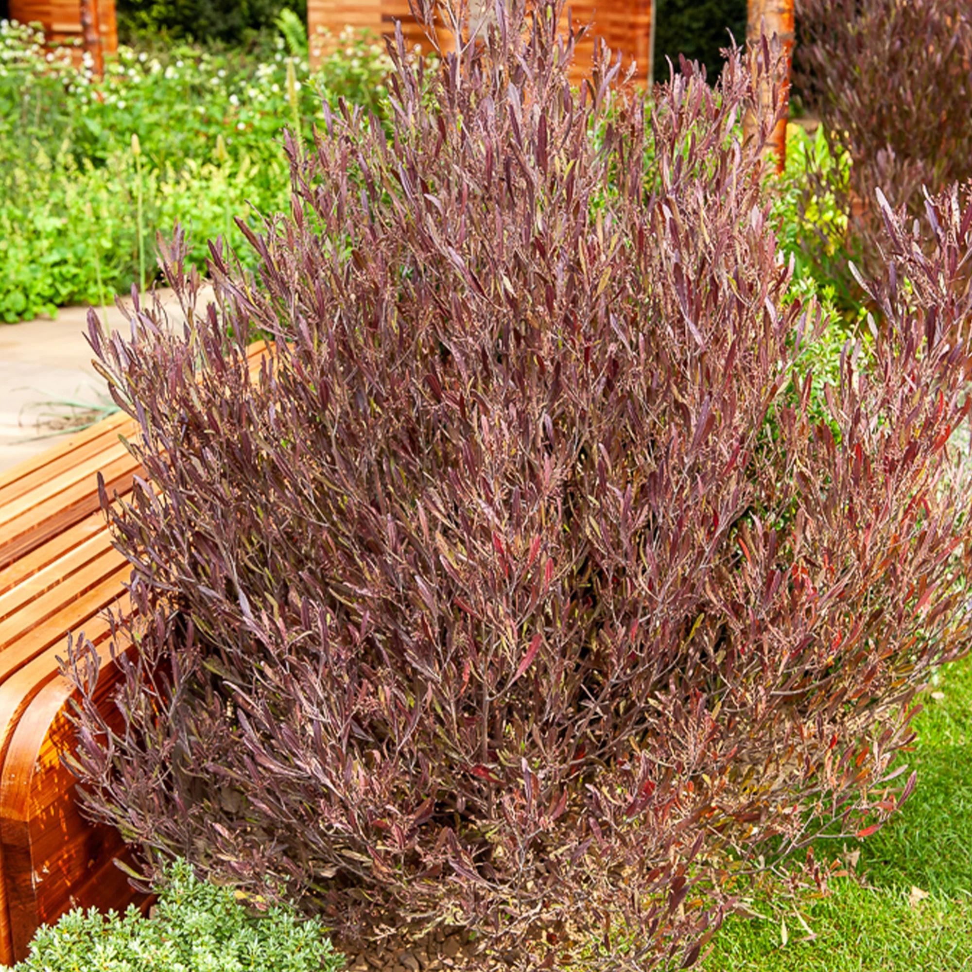 Dodonaea viscosa Purpurea