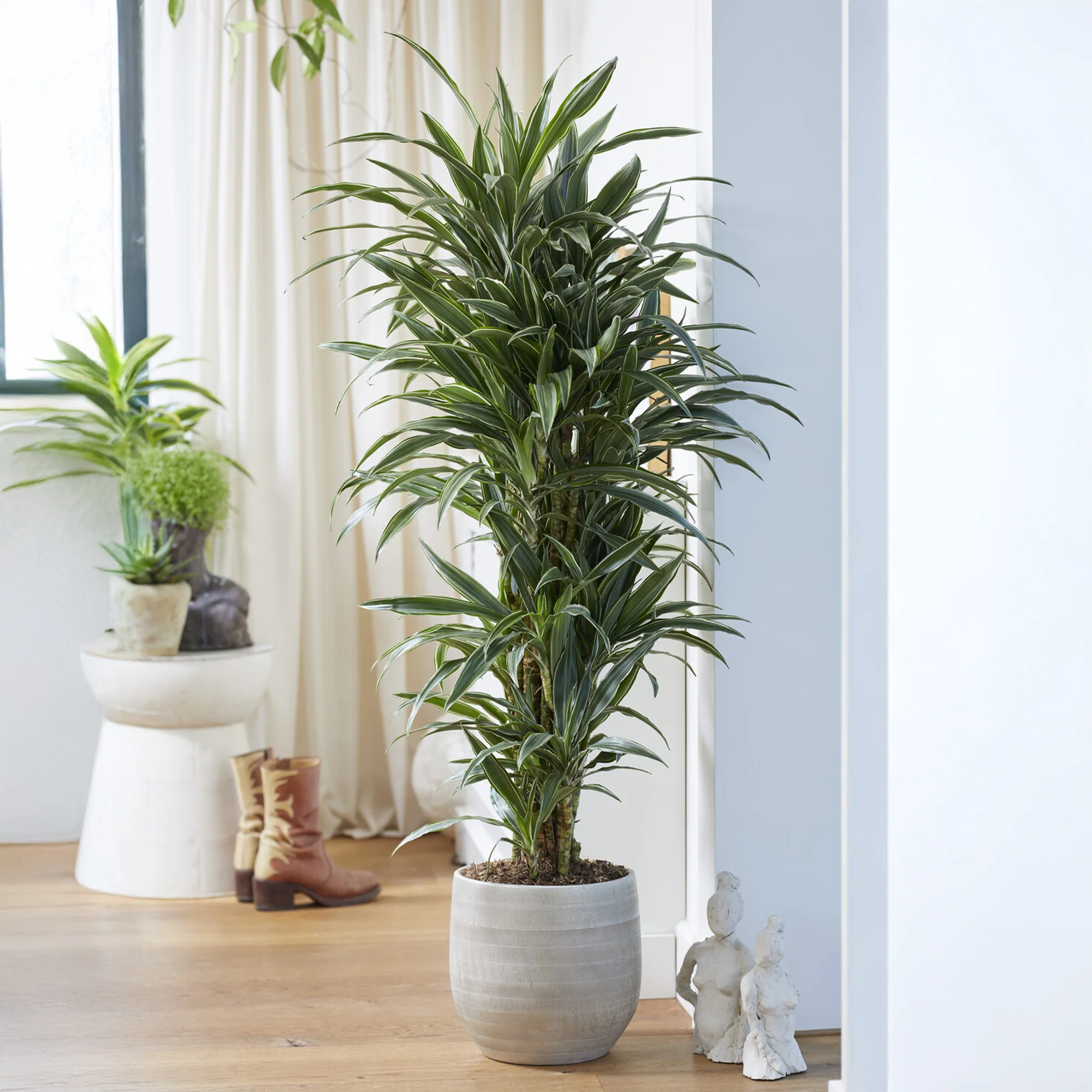 Dracaena Warneckei