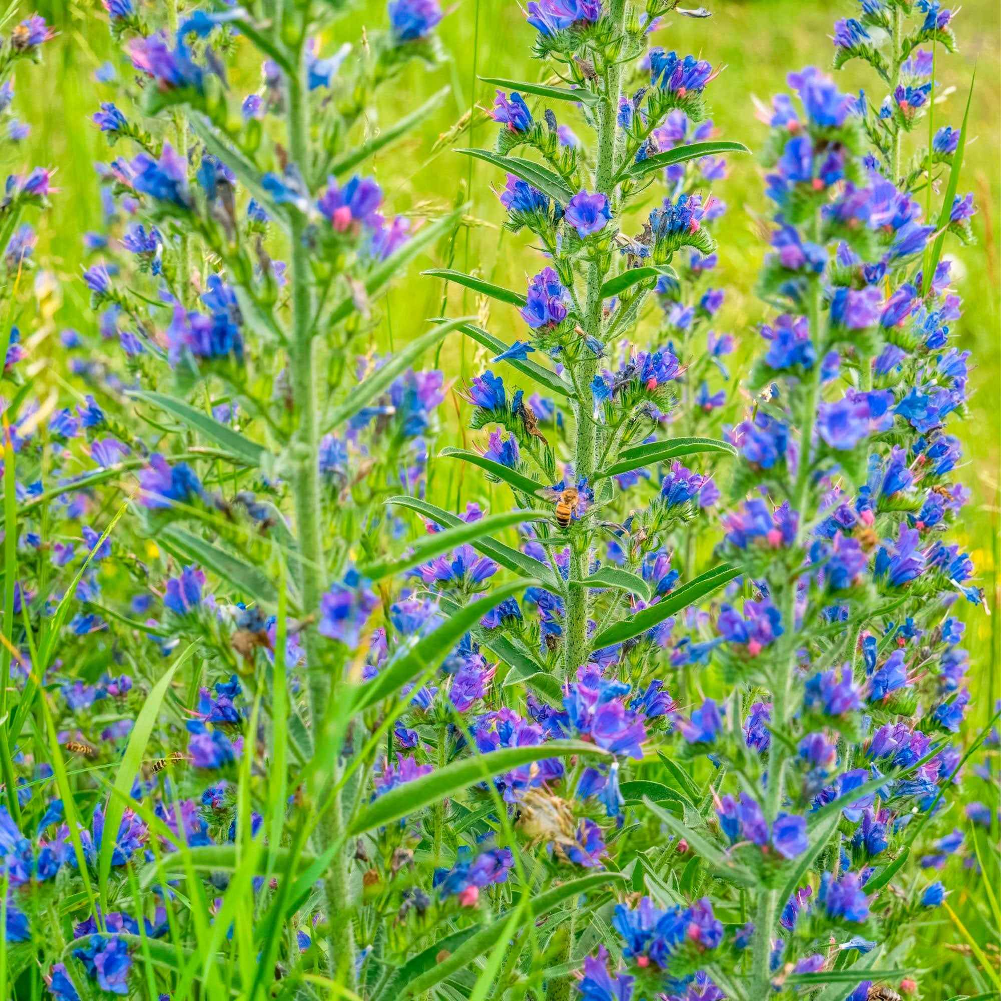 Echium vulgare - Vipérine commune - Image 2