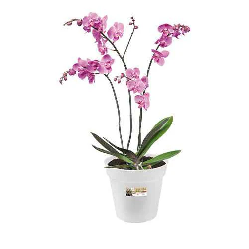 Elho Pot pour orchidée - Image 3
