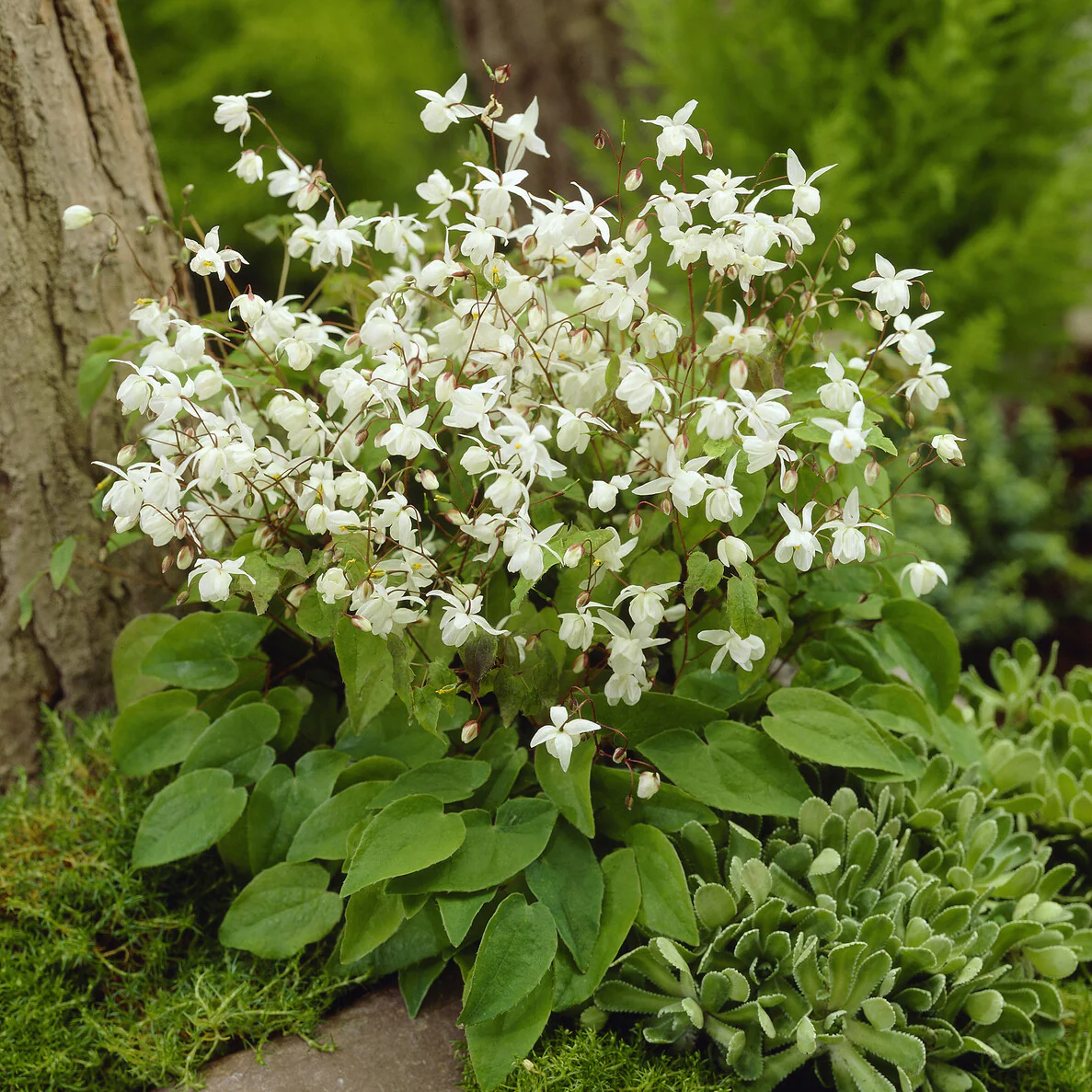 Epimedium Niveum - Image 2