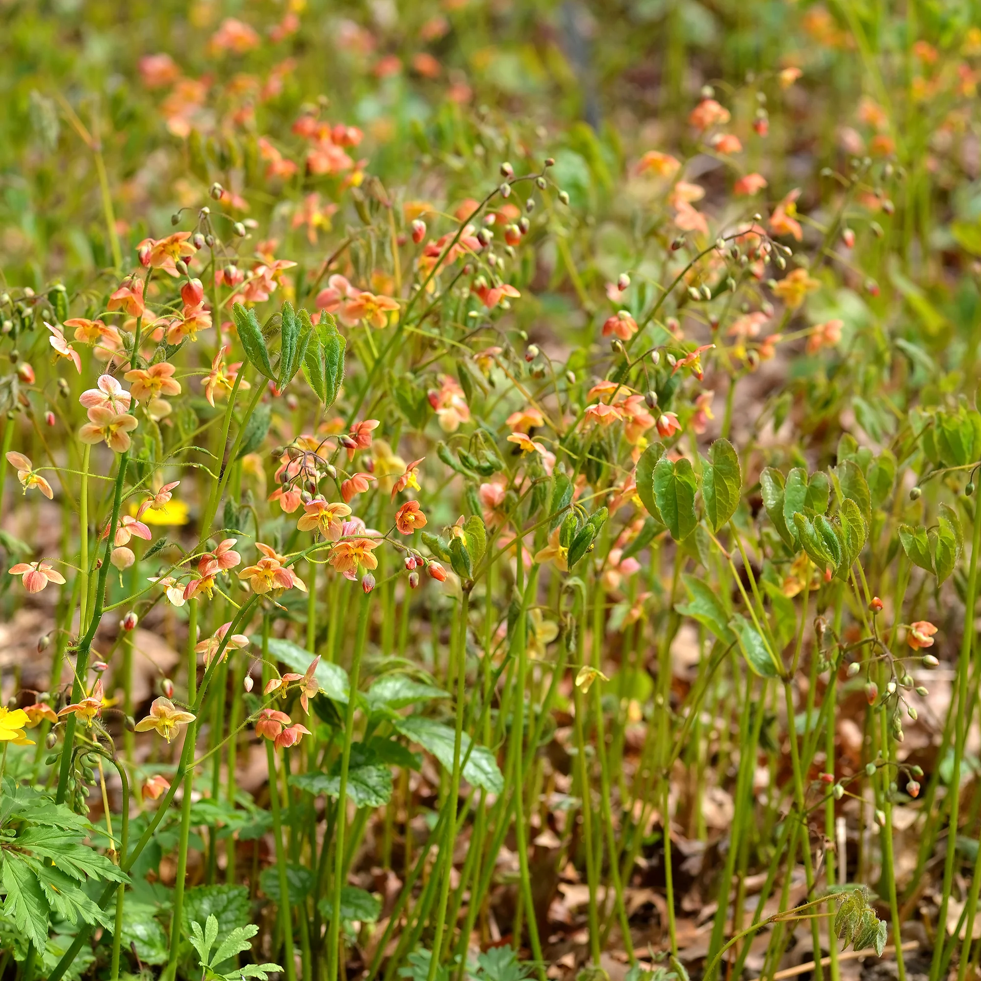 Epimedium warleyense - Image 2