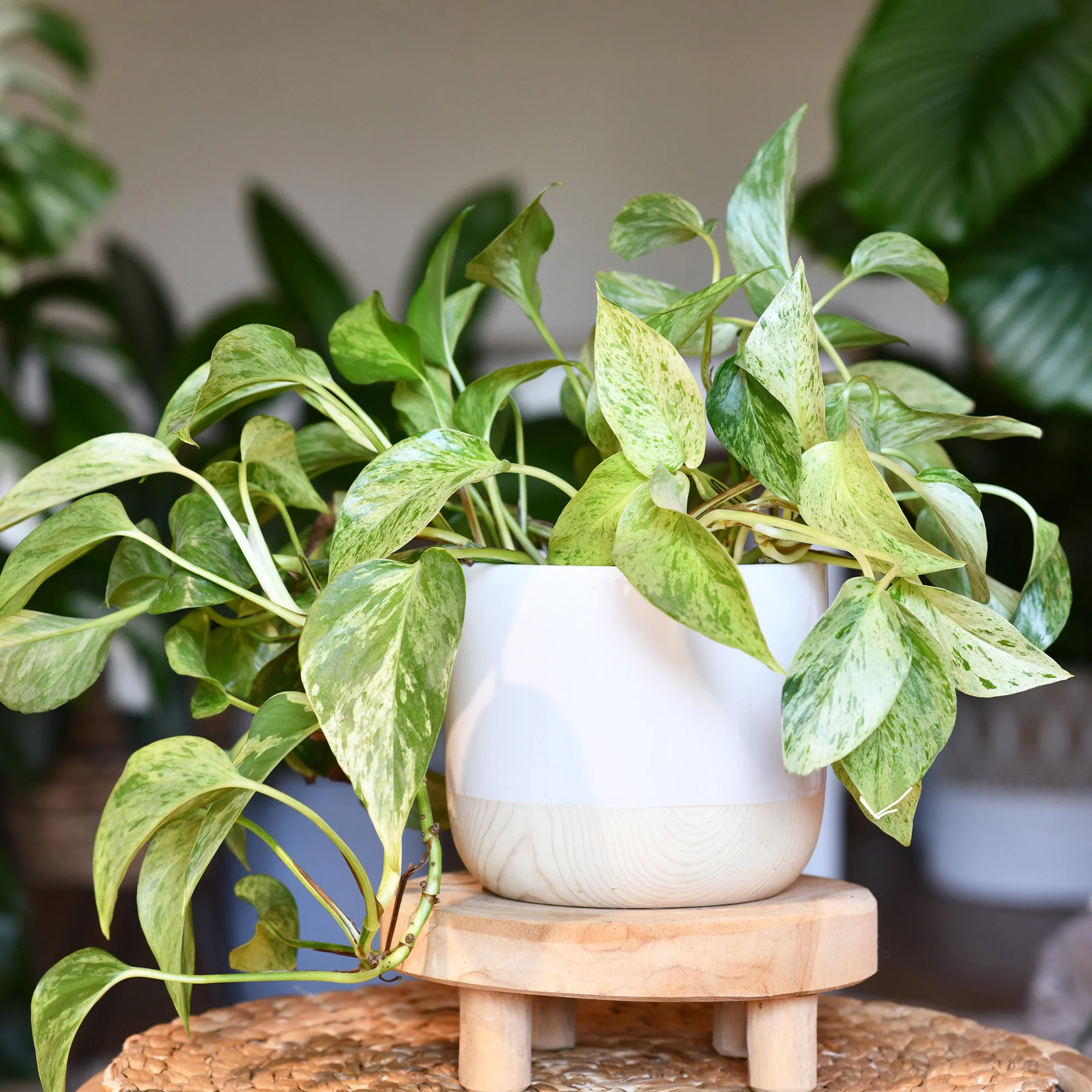 Epipremnum aureum
