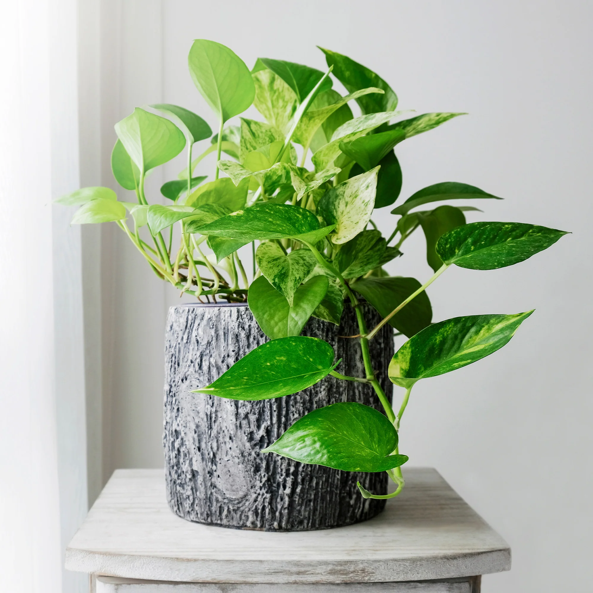 Epipremnum aureum - Image 2