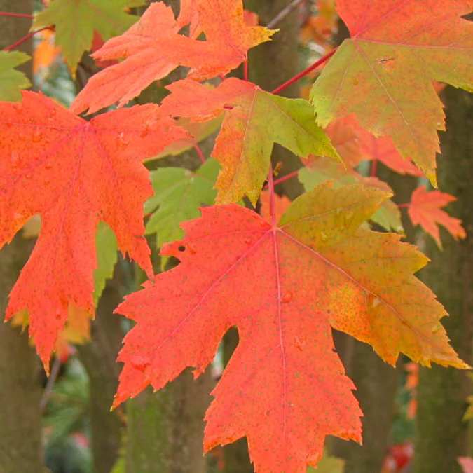 Erable de Freeman Autumn Blaze - Image 2