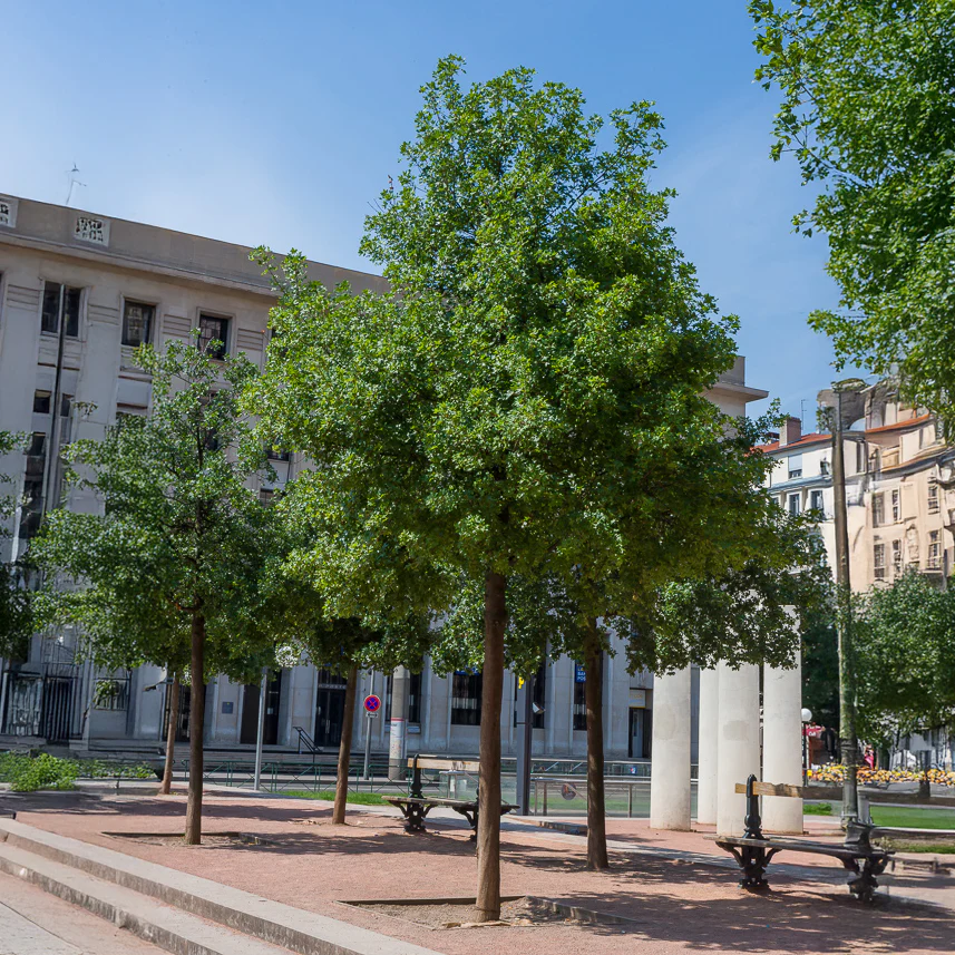Erable de Montpellier
