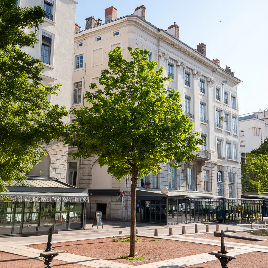 Erable de Montpellier - Image 3