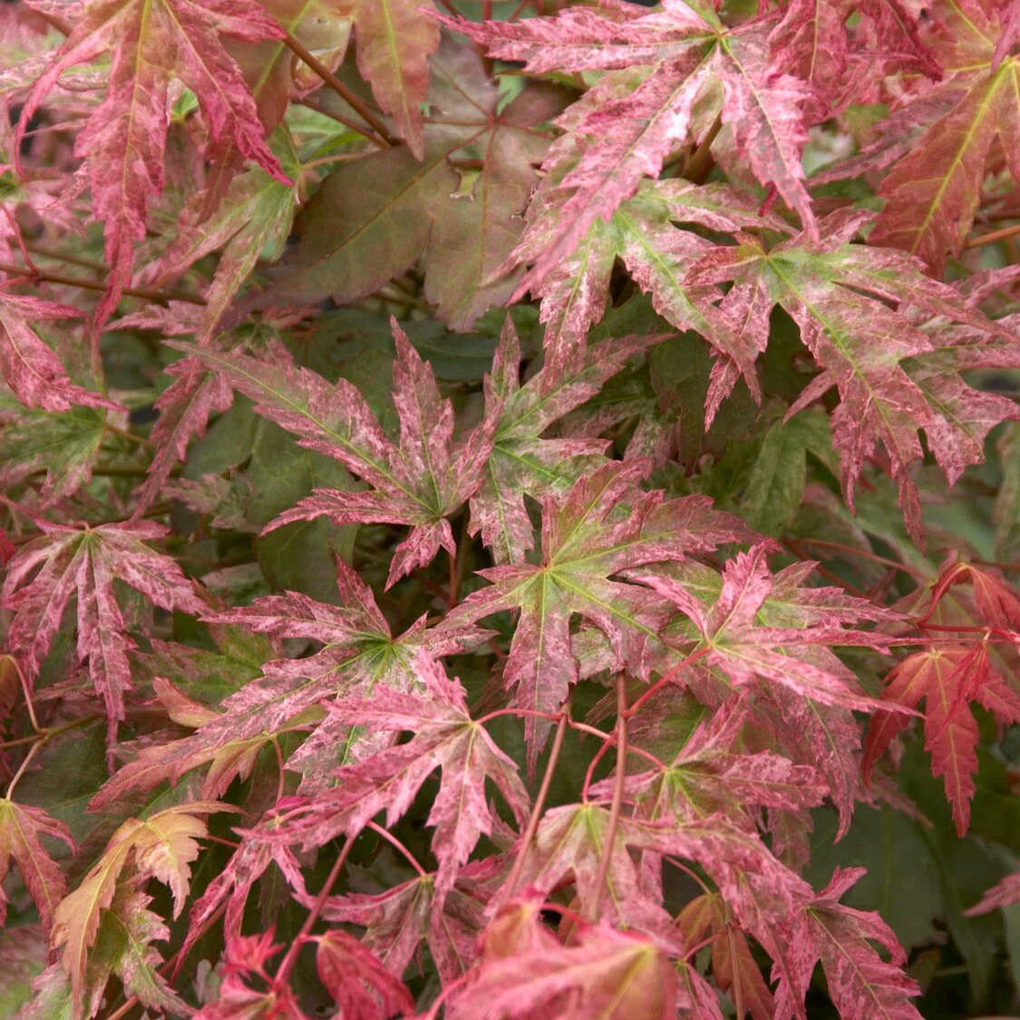 Erable du Japon Phoenix - Image 3