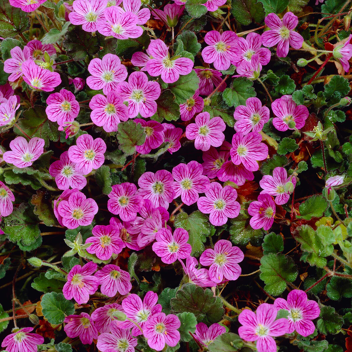 Erodium Bishops Form - Image 3