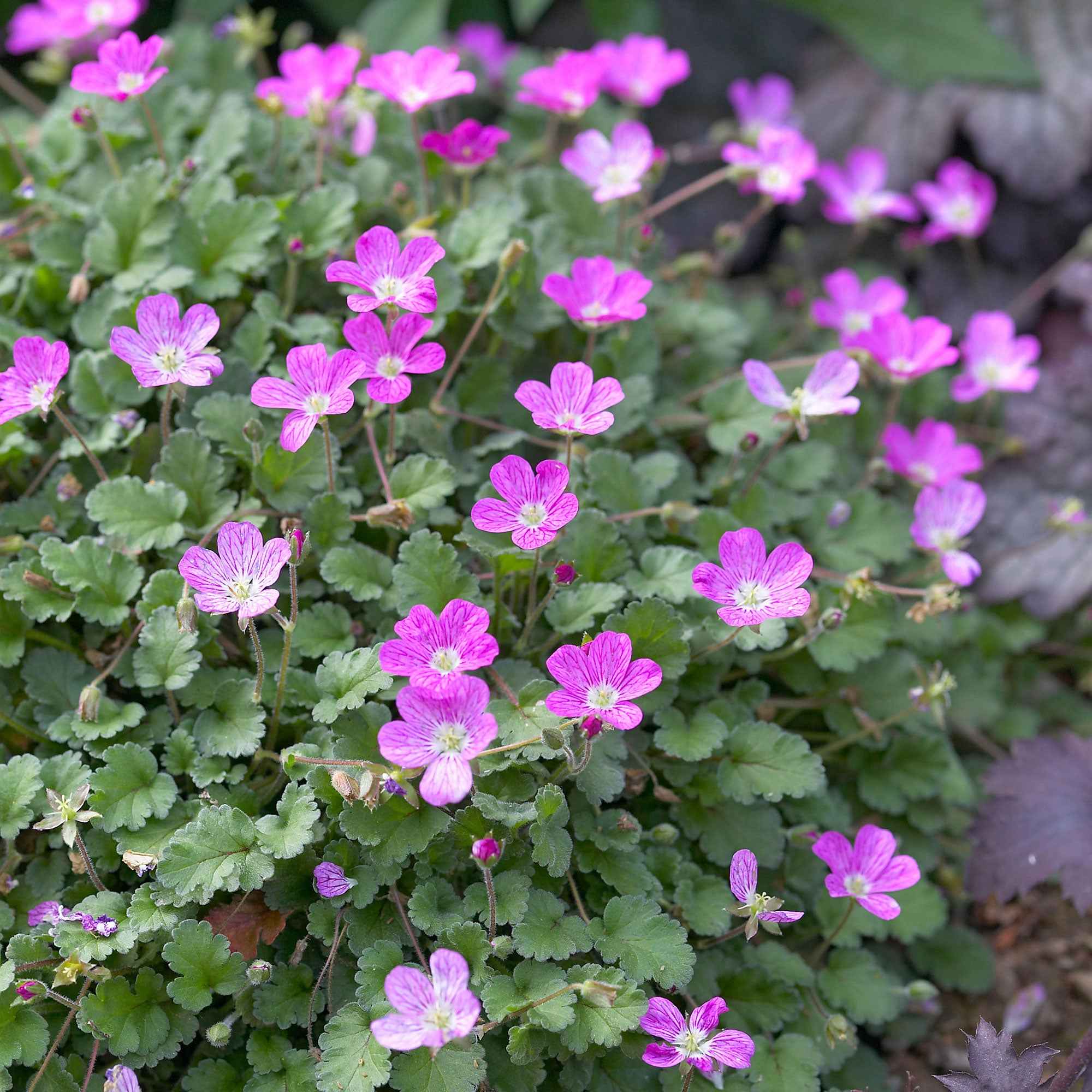 Erodium Bishops Form - Image 4