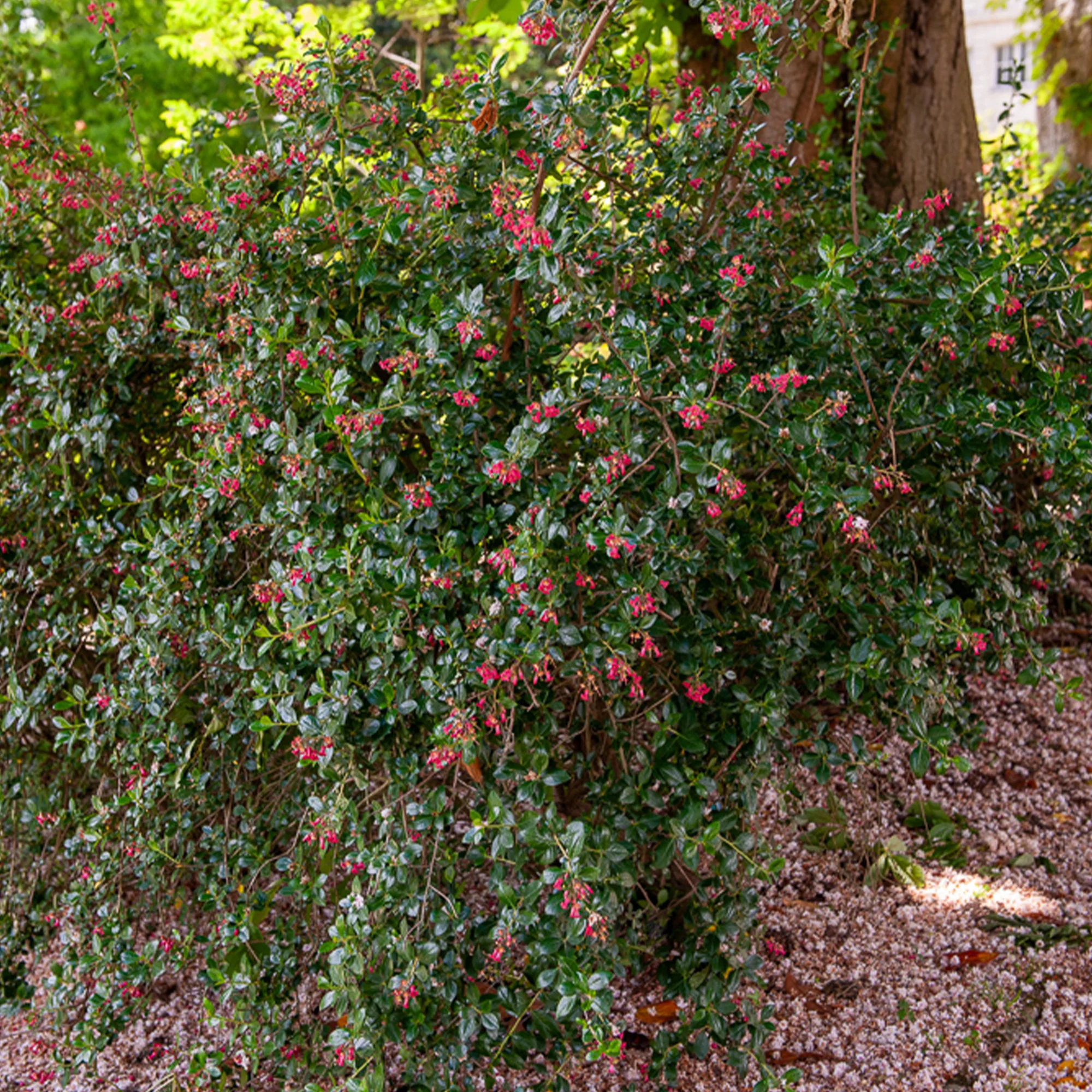 Escalonia Donard Seedling - Image 3