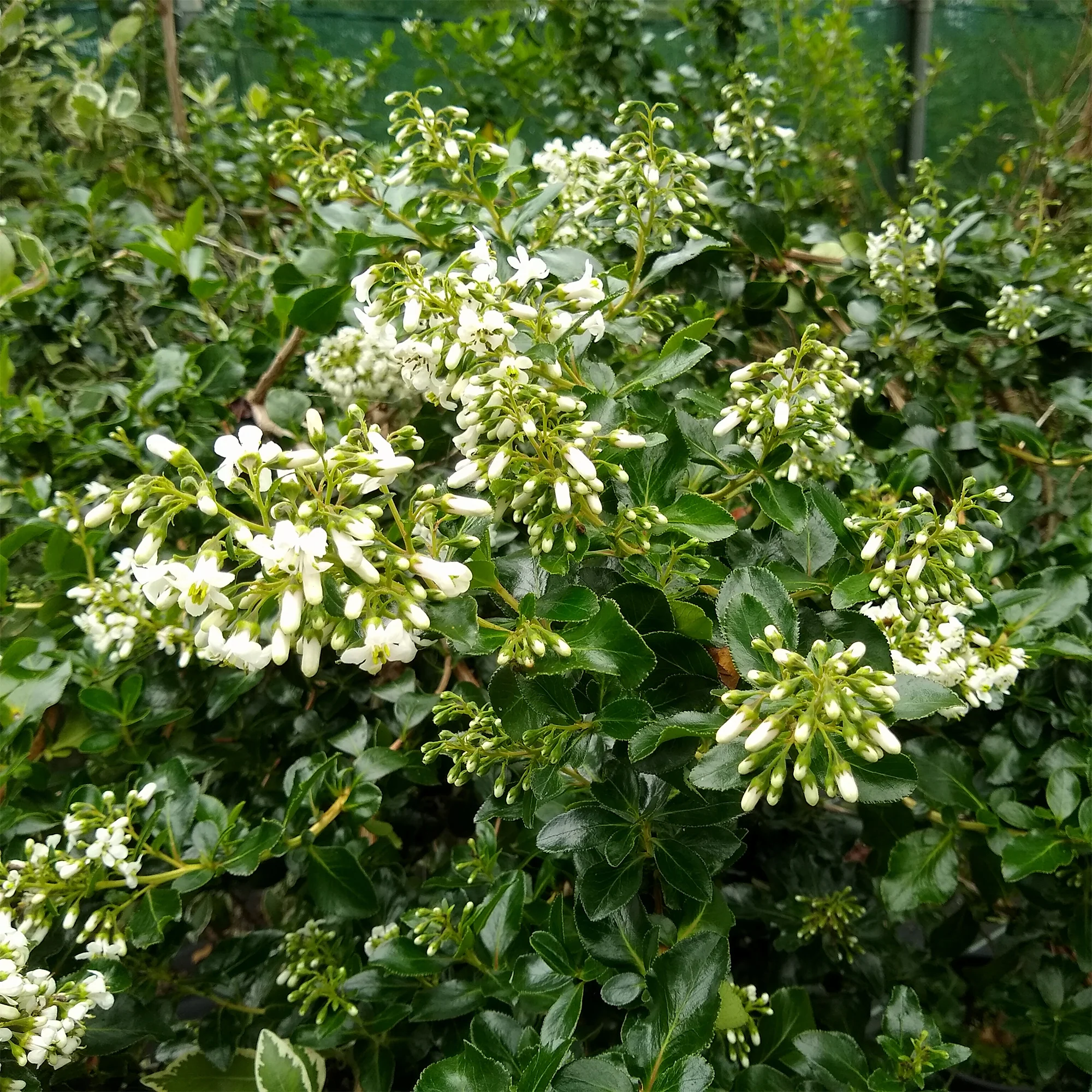 Escalonia Iveyi blanc - Image 2