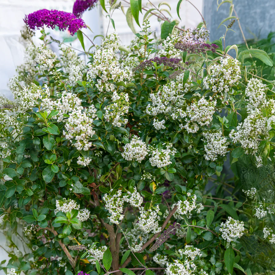 Escalonia Iveyi blanc - Image 3
