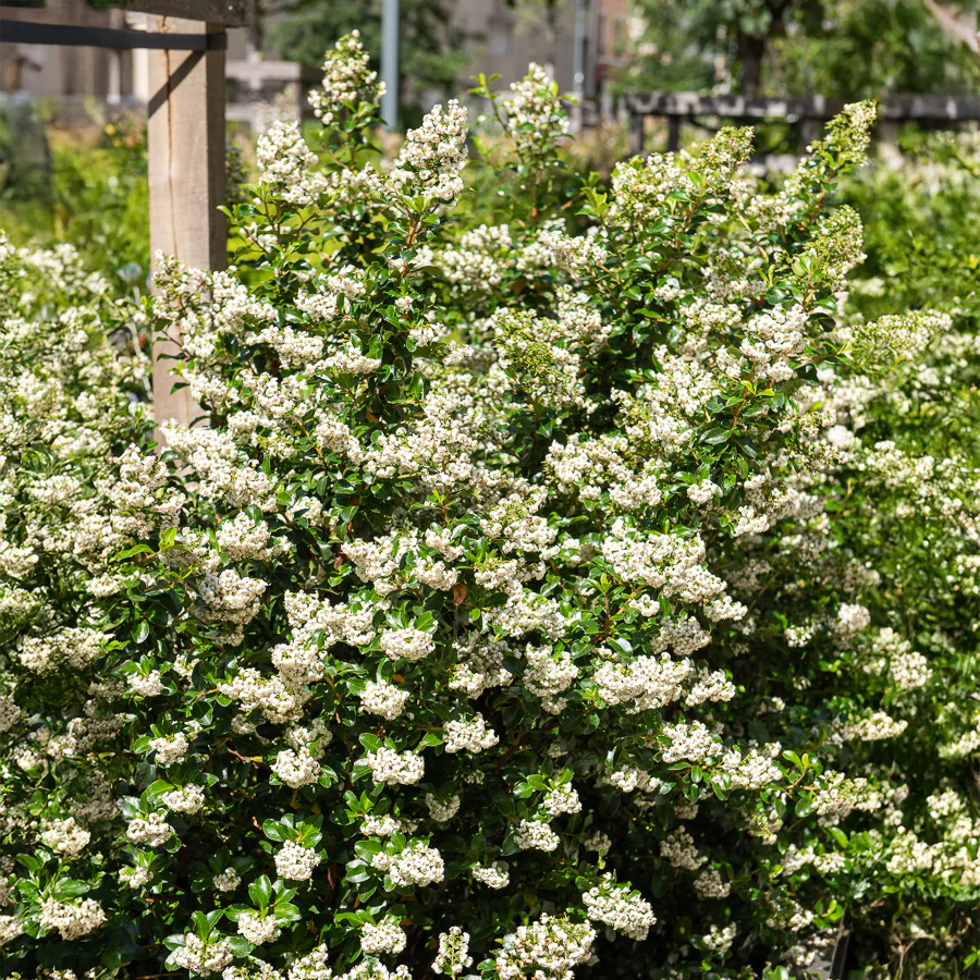 Escalonia Iveyi blanc - Image 4
