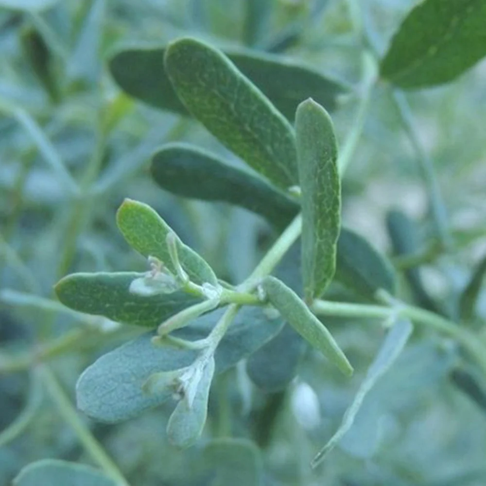 Eucalyptus gunnii France Bleu ® Rengun - Image 4