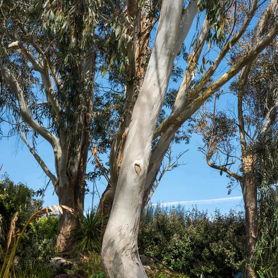 Eucalyptus gunnii - Image 7