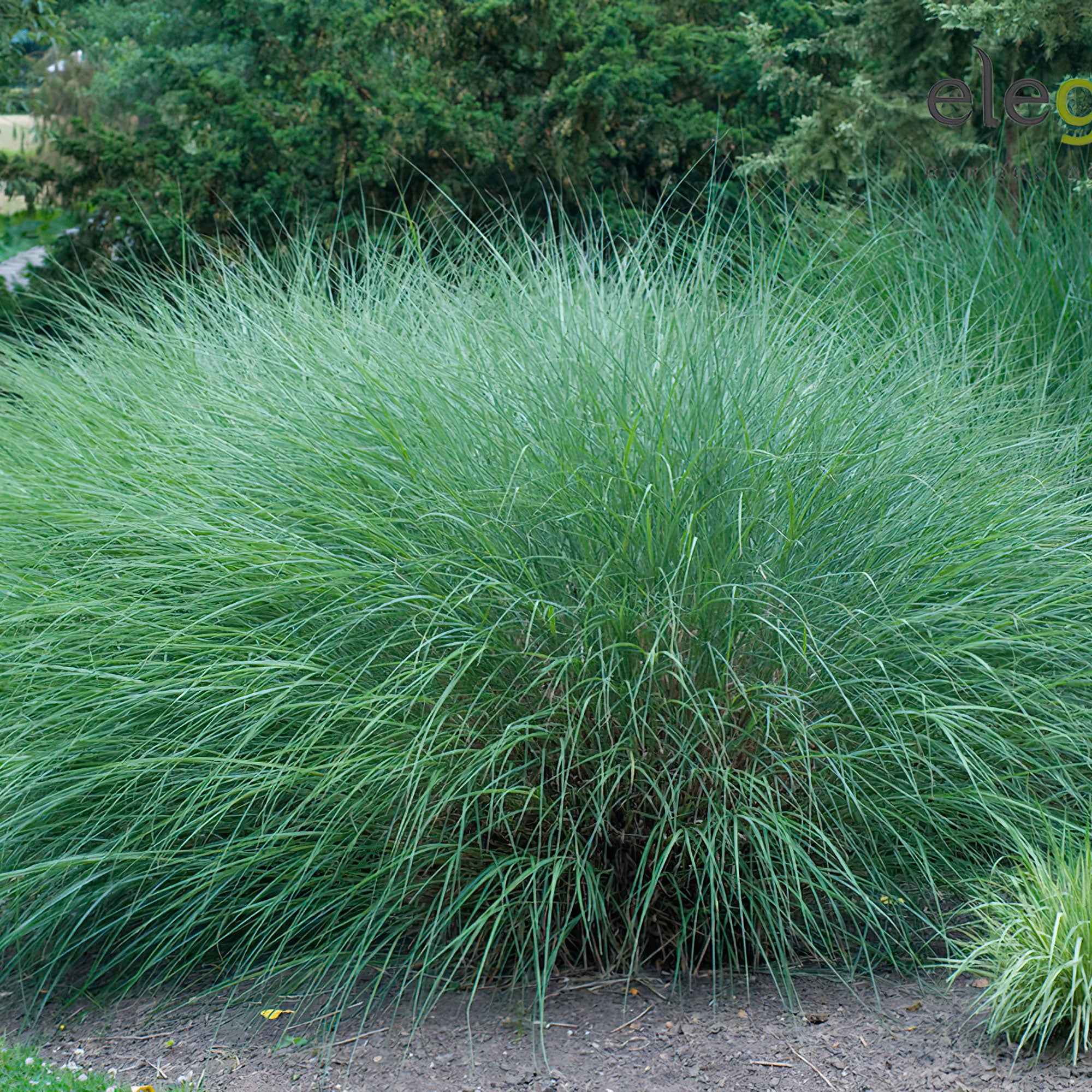 Eulalie Gracillimus - Image 7