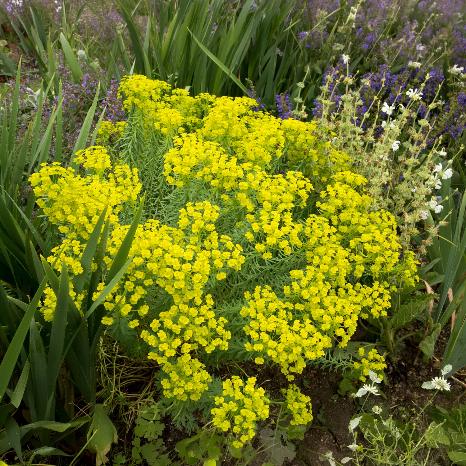 Euphorbe de Sibérie - Image 6