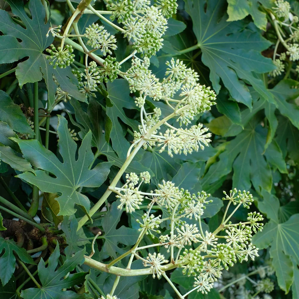 Fatsia du Japon - Image 3