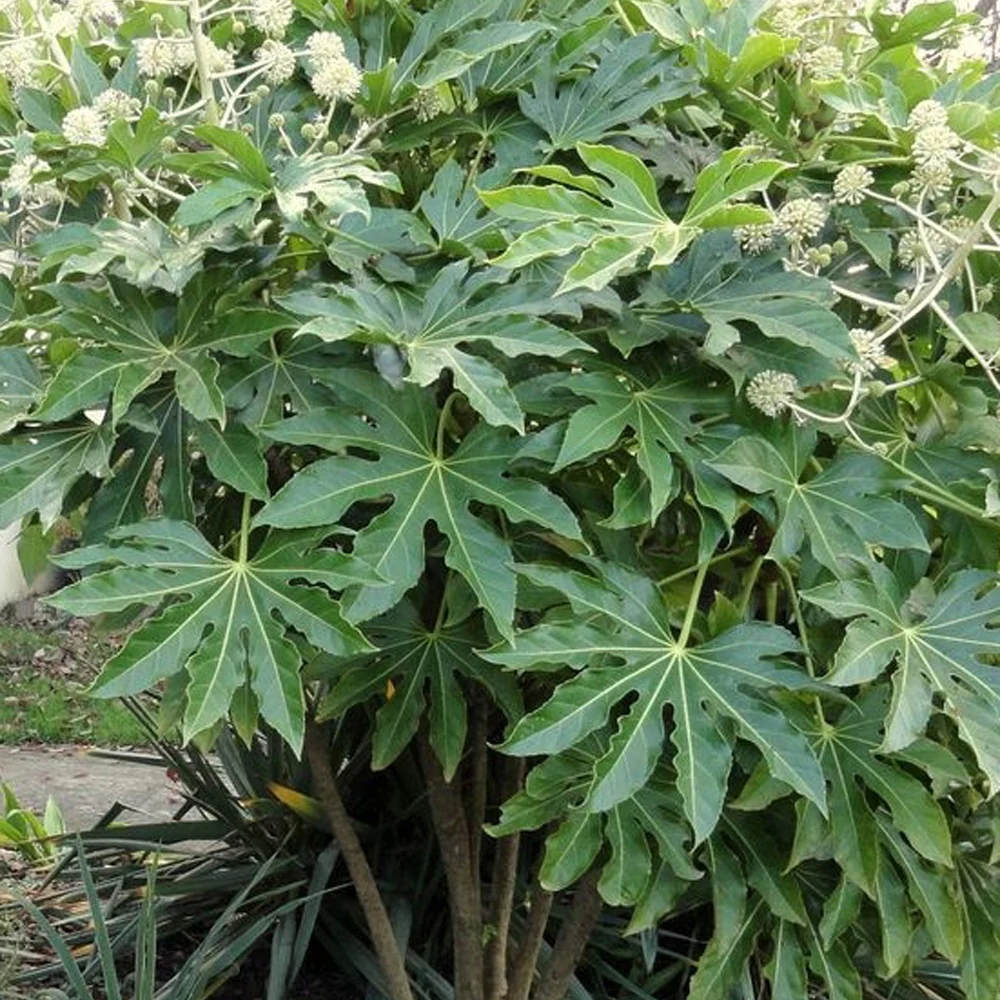 Fatsia du Japon - Image 4