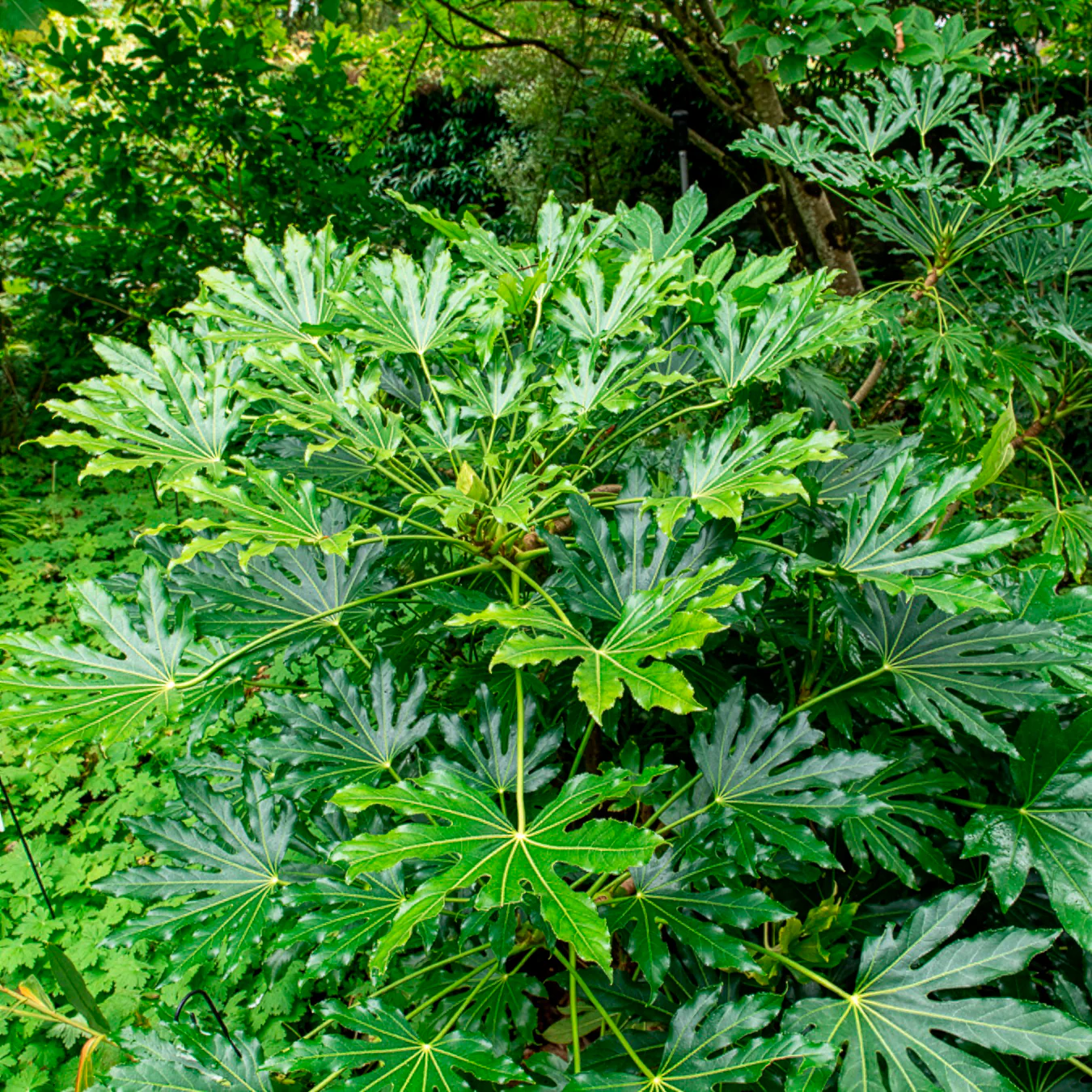 Fatsia du Japon - Image 5