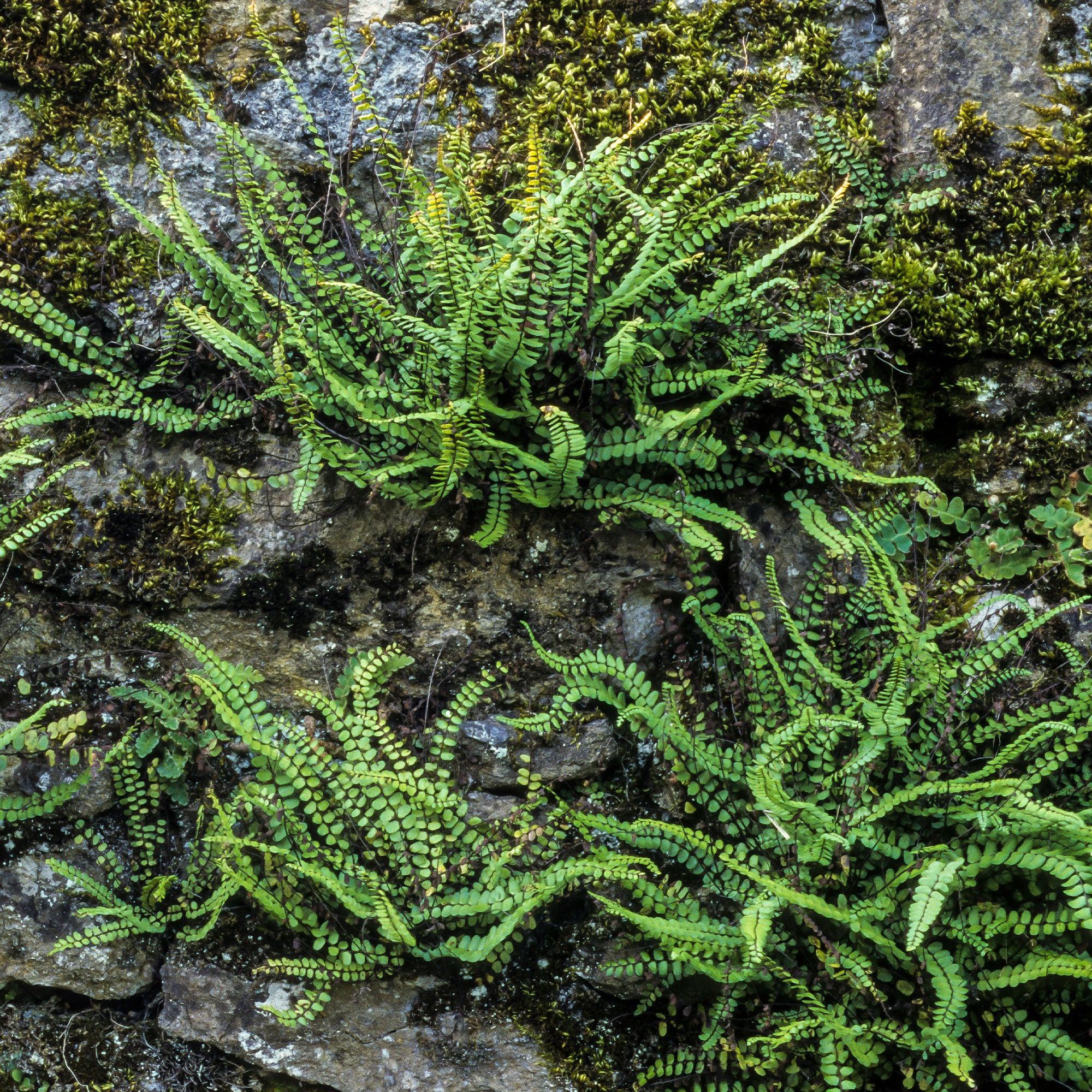 Fausse-Capillaire - Image 3