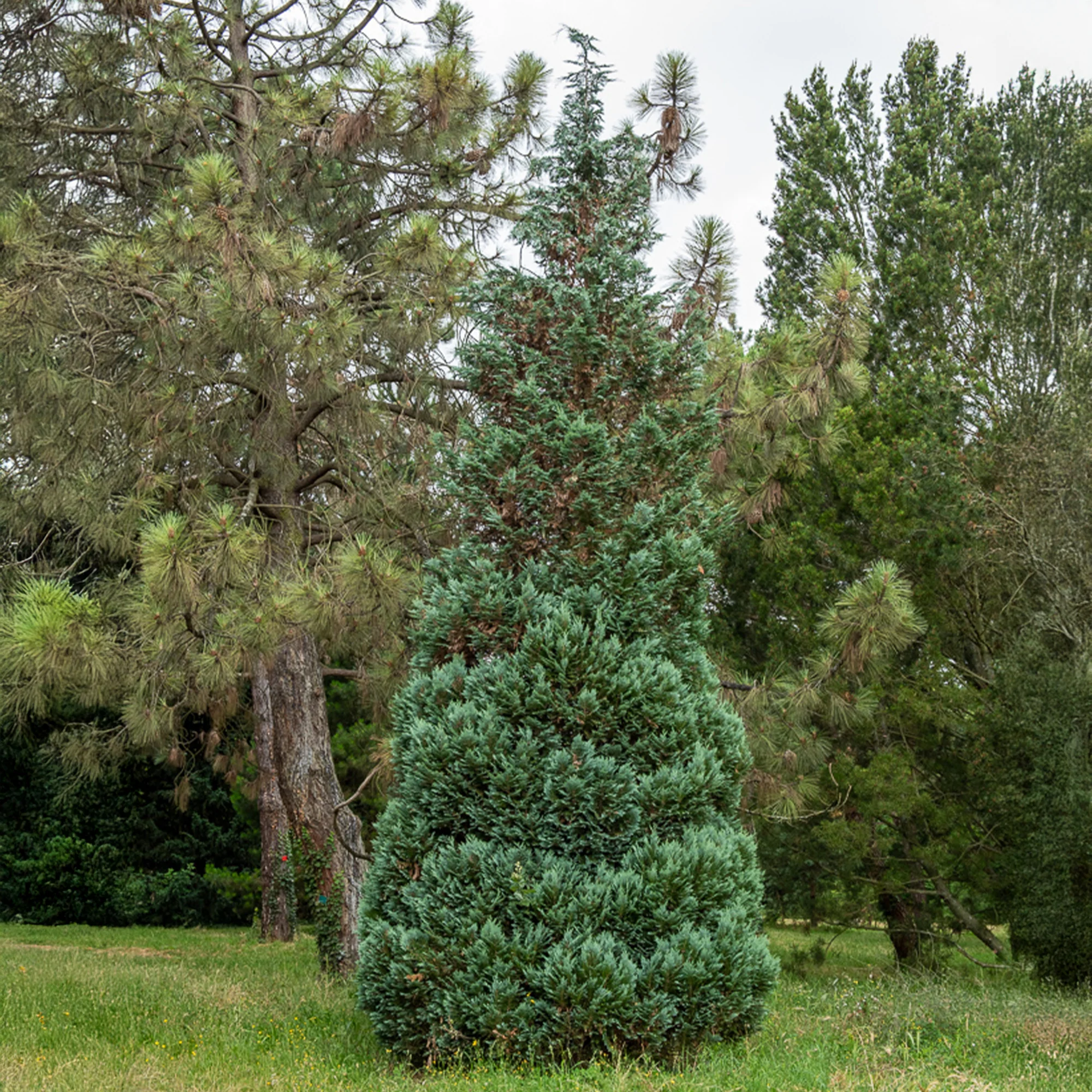 Faux Cyprès de Lawson - Image 3