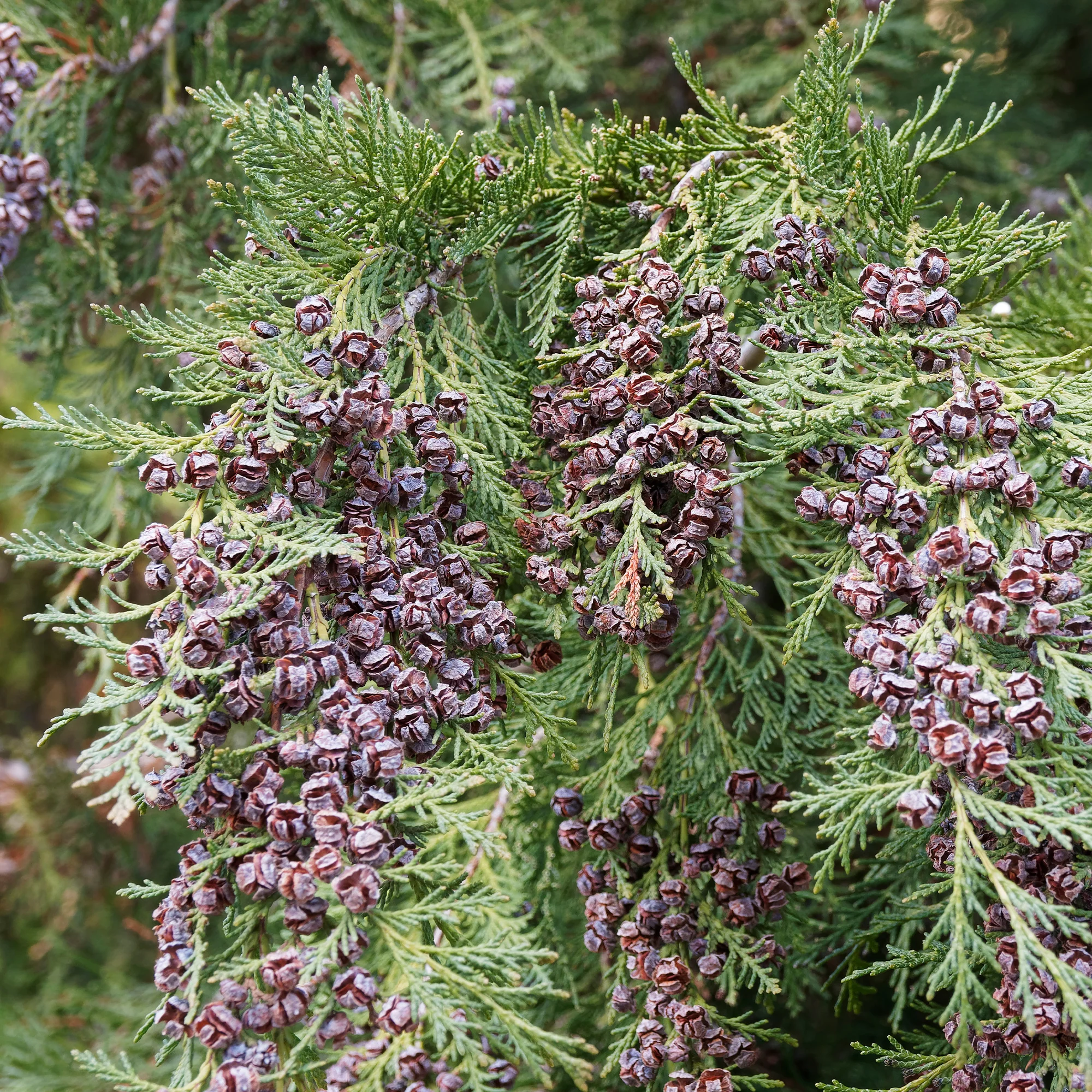 Faux Cyprès de Lawson - Image 5