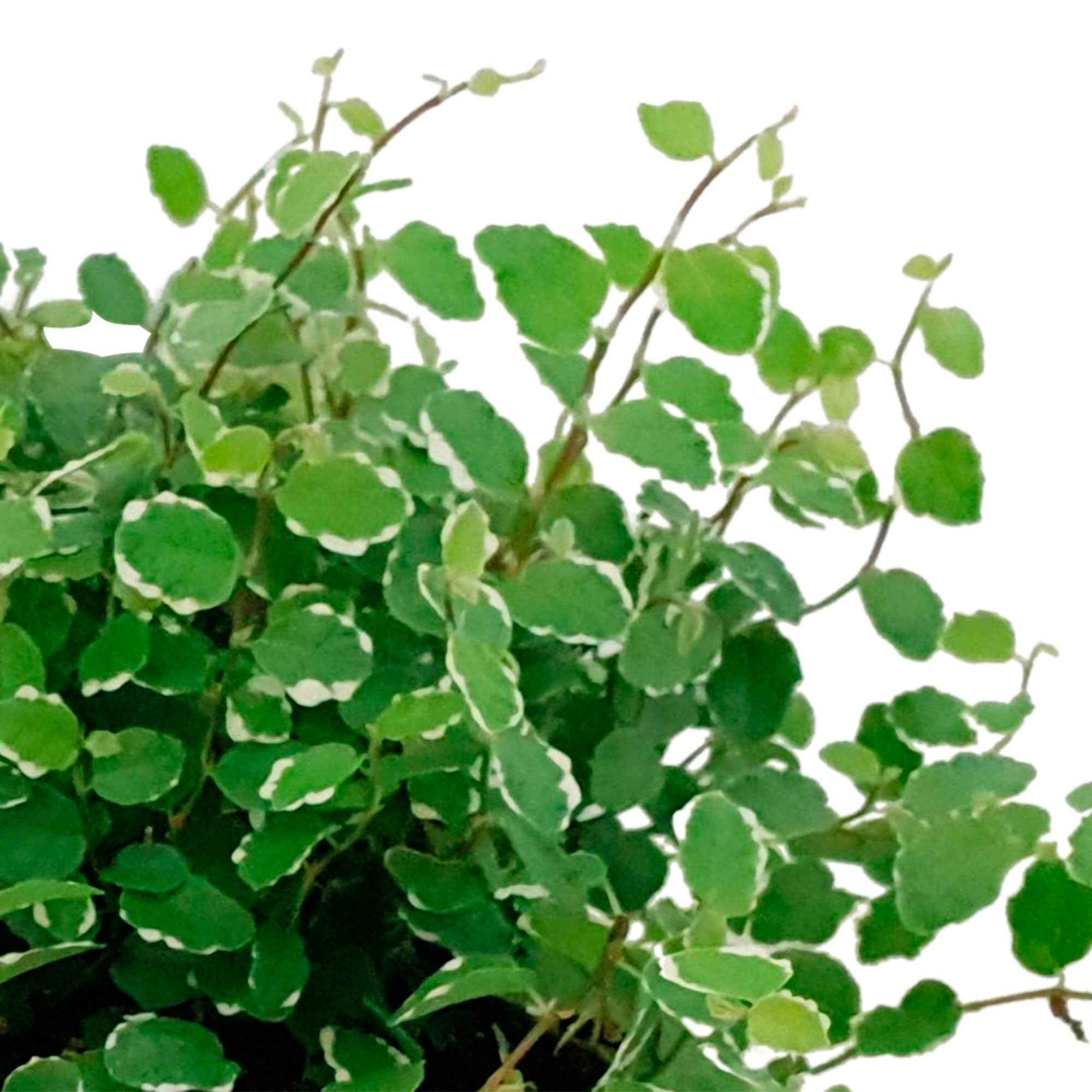 Ficus pumila White Sunny - Image 3