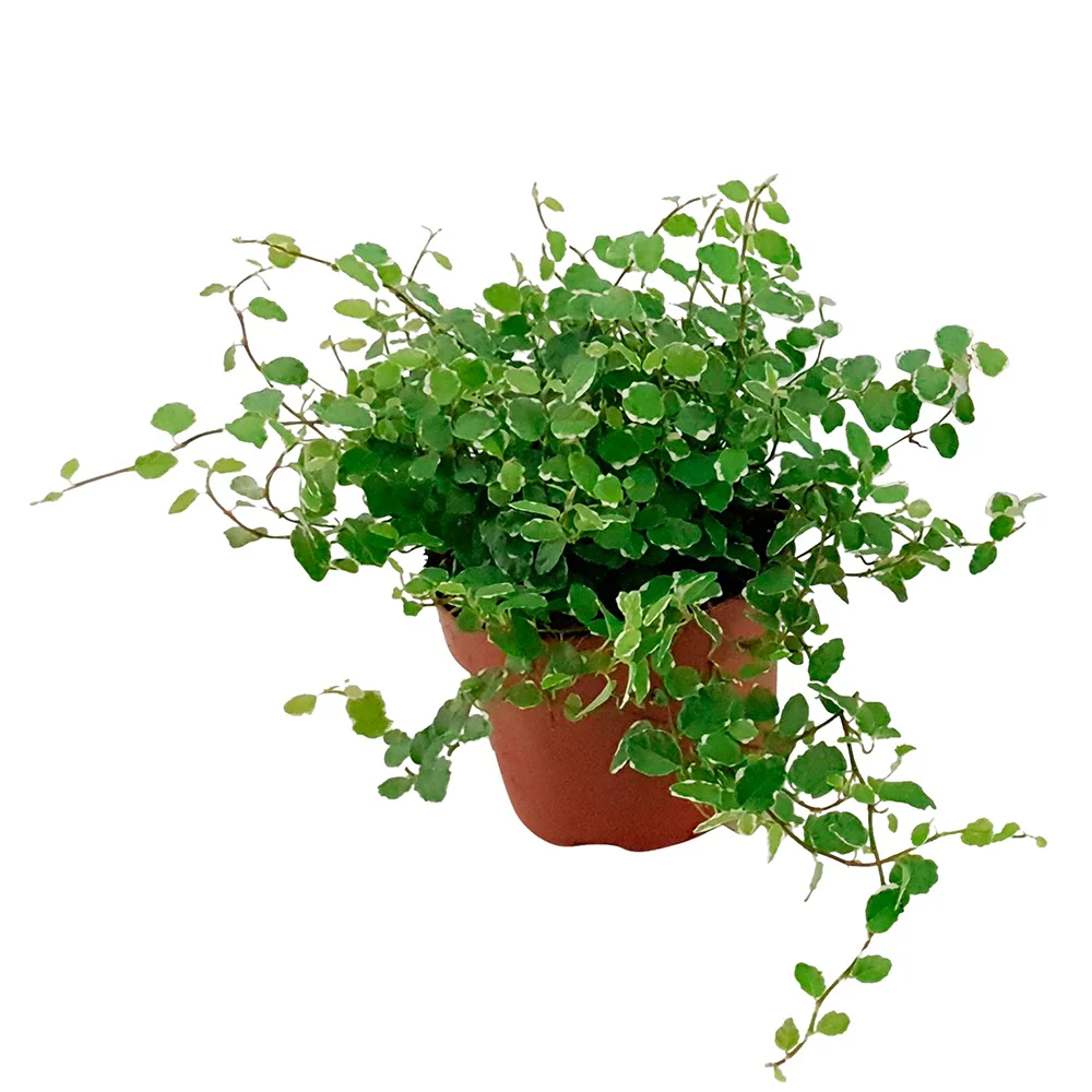 Ficus pumila White Sunny - Image 4