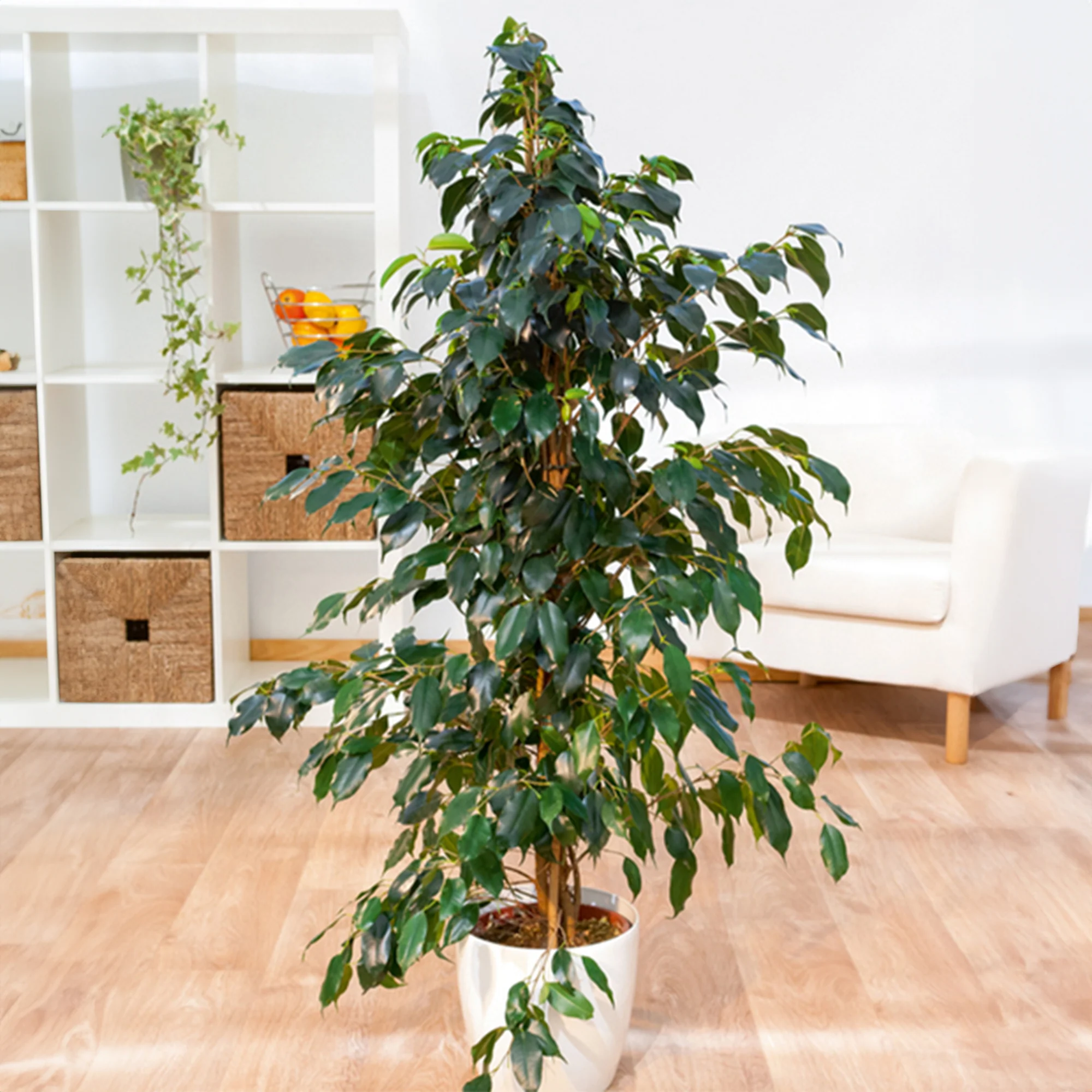 Ficus benjamina Danielle