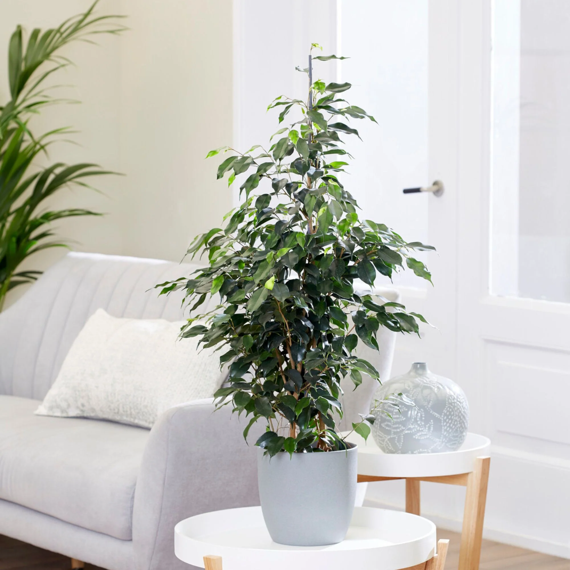 Ficus benjamina Danielle - Image 2
