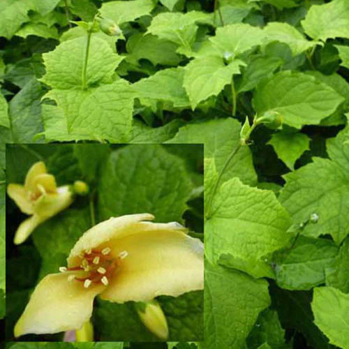 Fleur de cire - Image 2