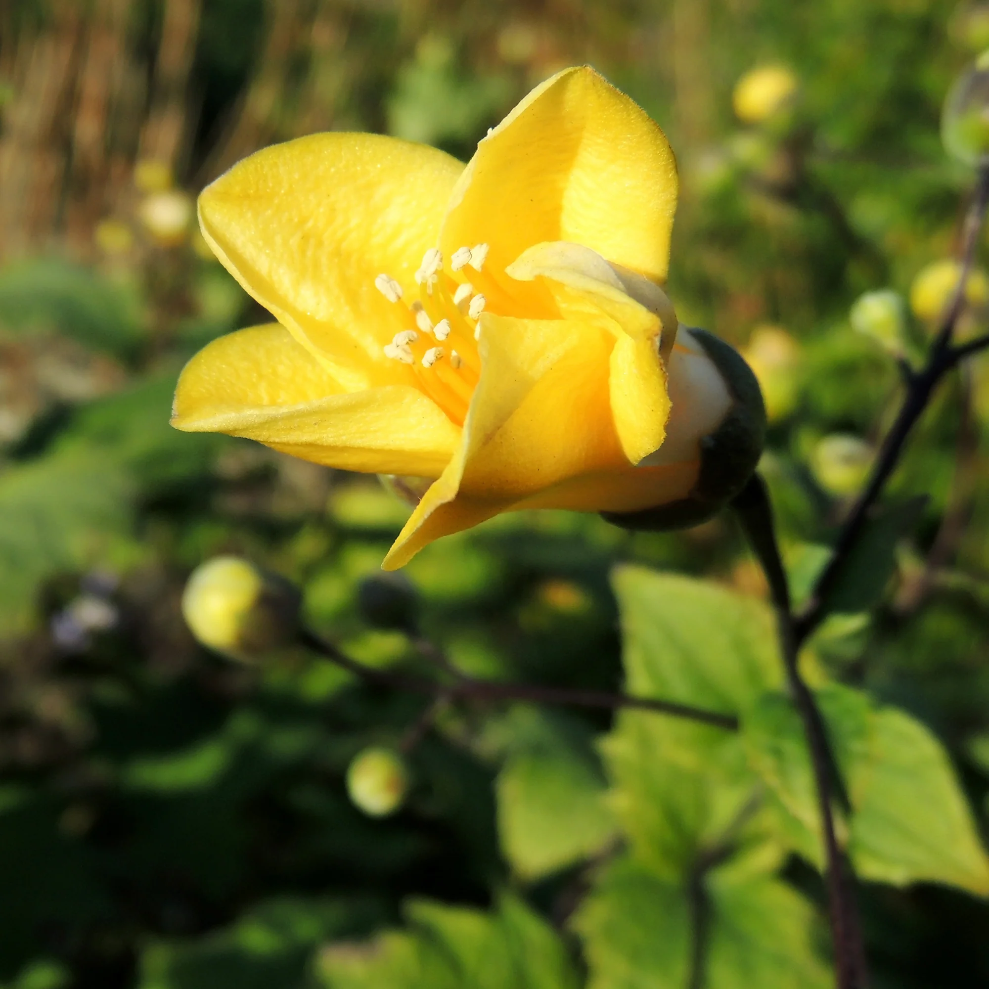 Fleur de cire - Image 4