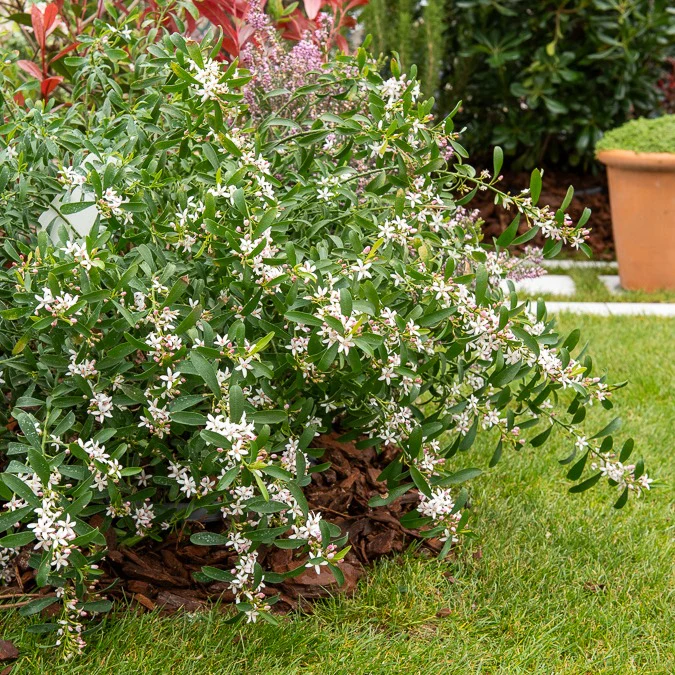 Fleur de cire à longues feuilles