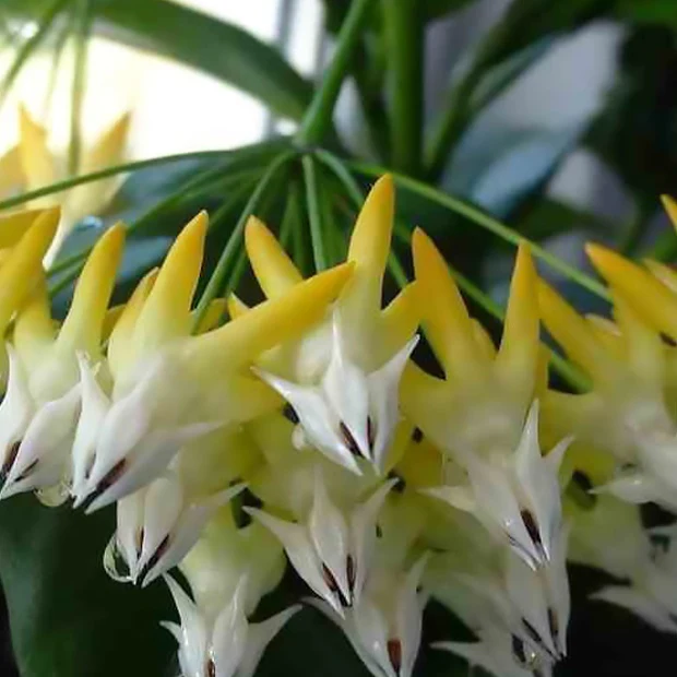 Fleur de porcelaine : Hoya multiflora - Image 2